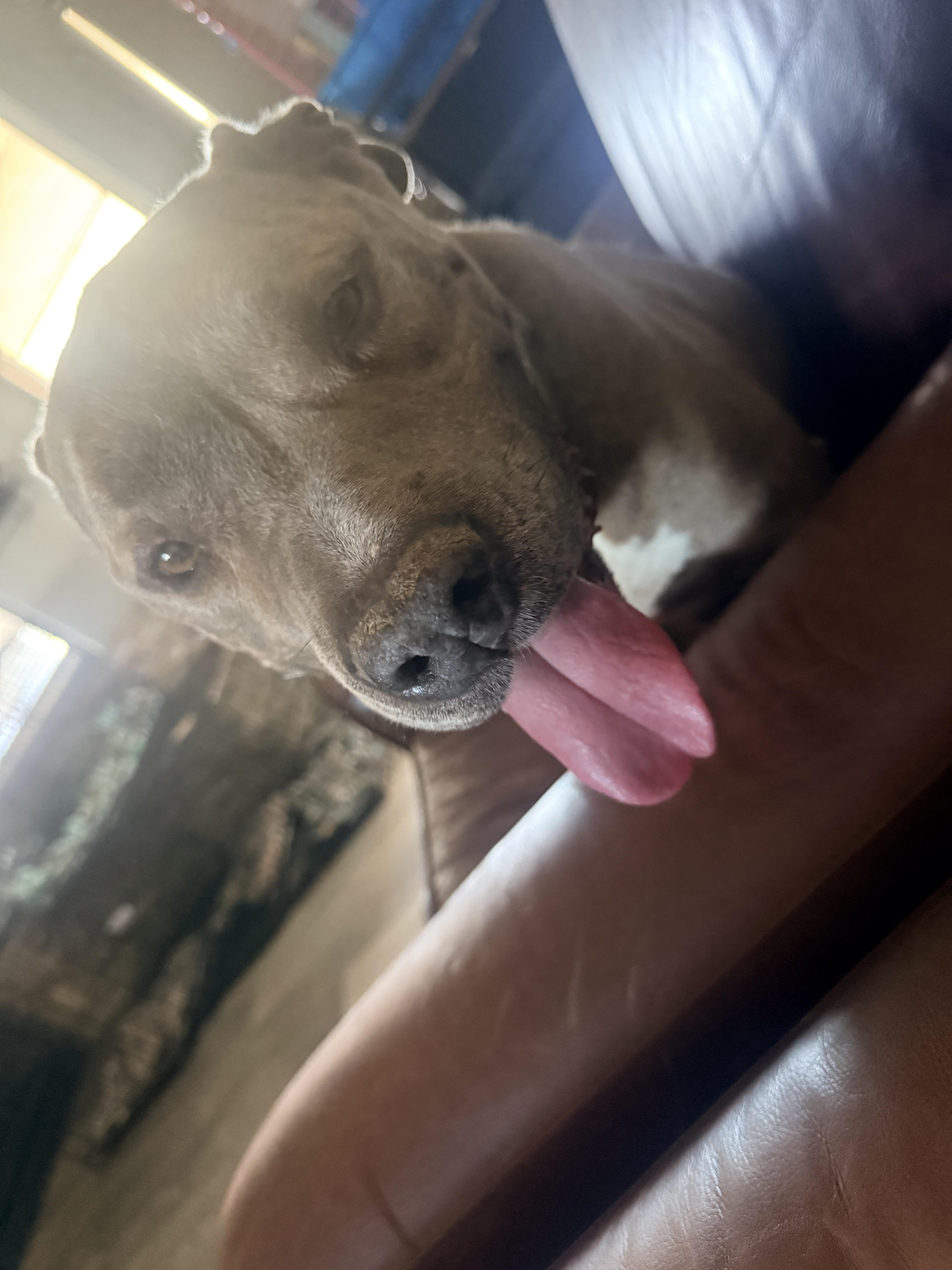 Enlarge Zuse, a ADOPTABLE mixed breed in valley springs, CA image 4/6