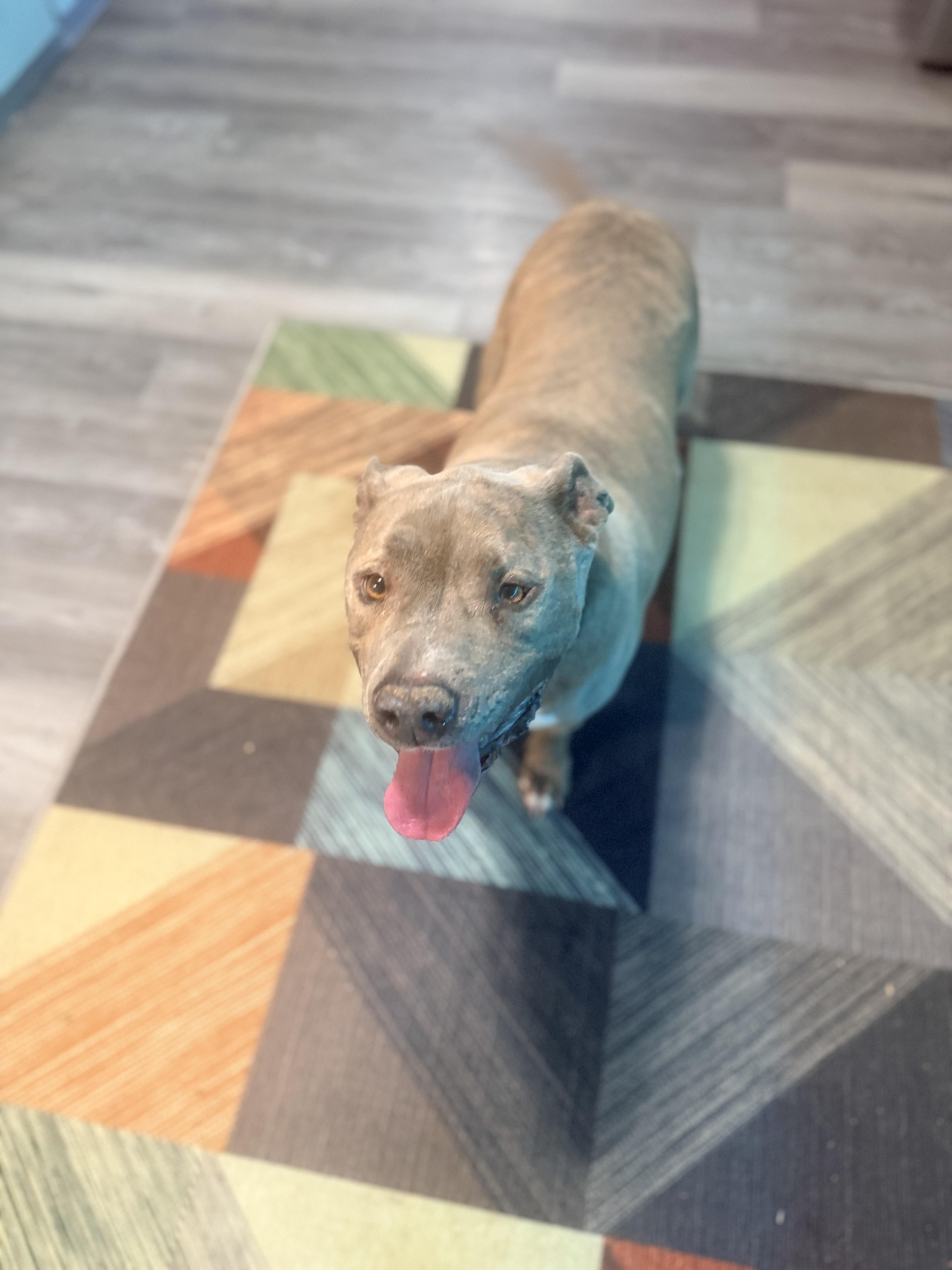 Enlarge Zuse, a ADOPTABLE mixed breed in valley springs, CA image 1/6