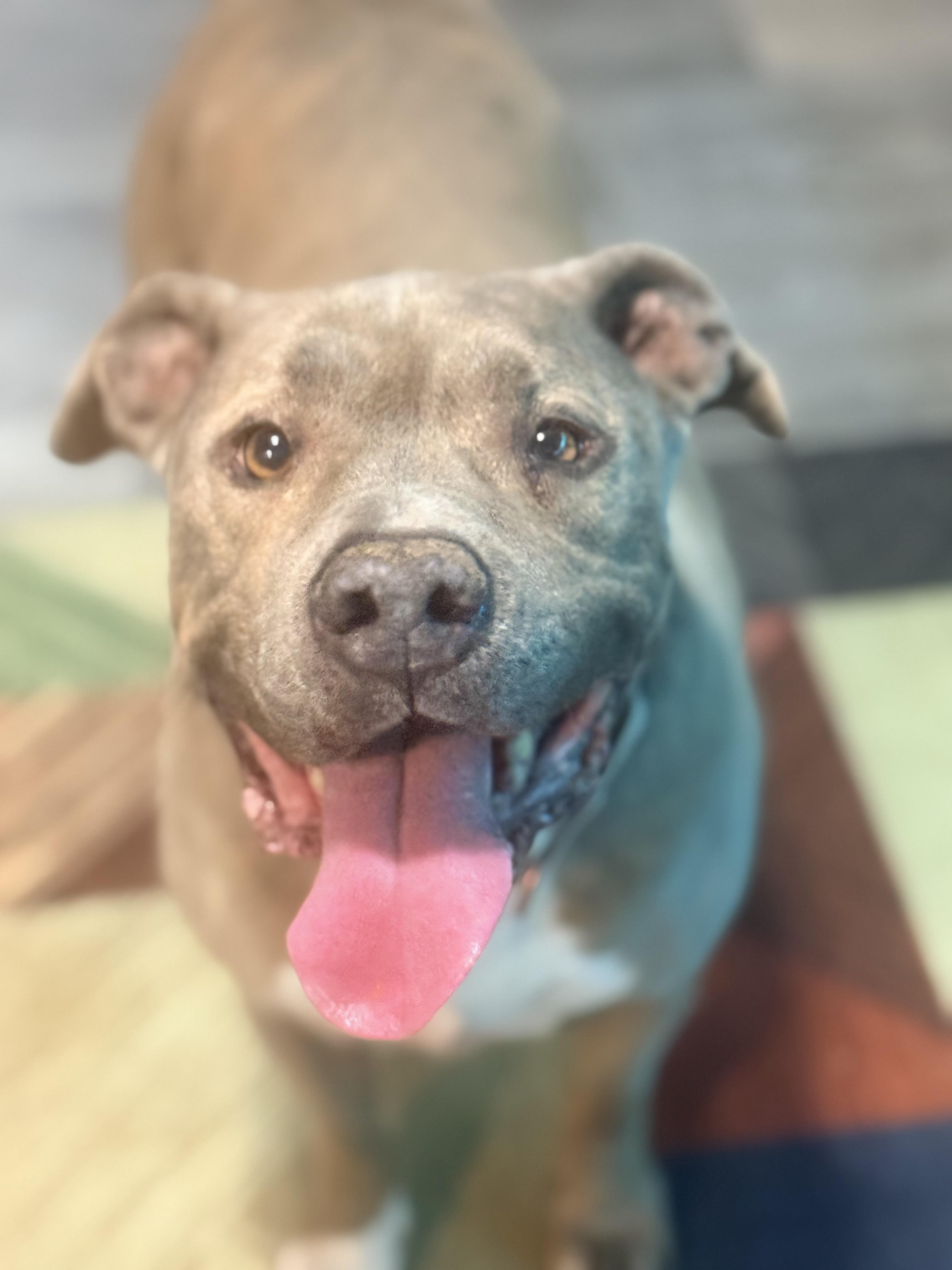 Enlarge Zuse, a ADOPTABLE mixed breed in valley springs, CA image 6/6