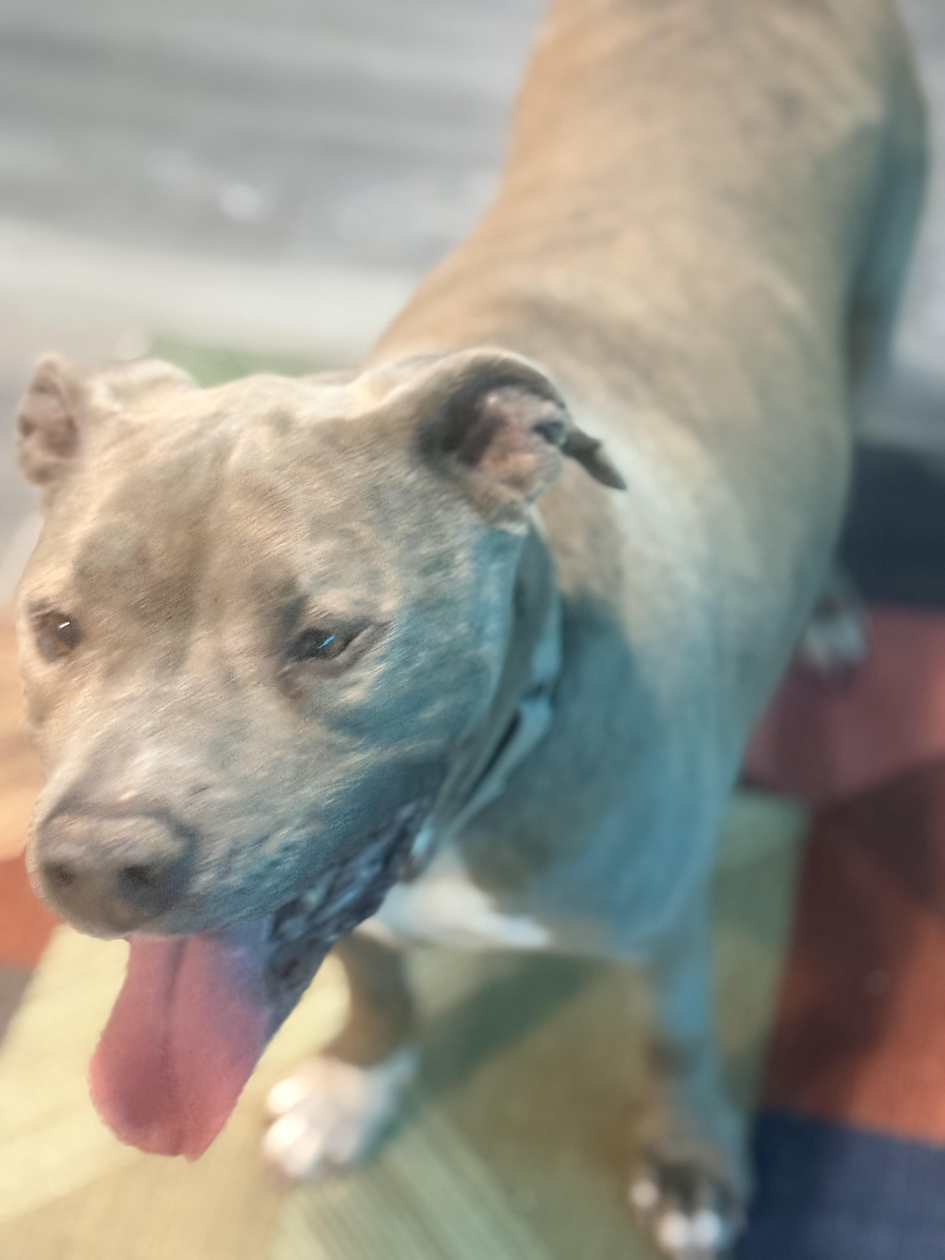 Enlarge Zuse, a ADOPTABLE mixed breed in valley springs, CA image 5/6