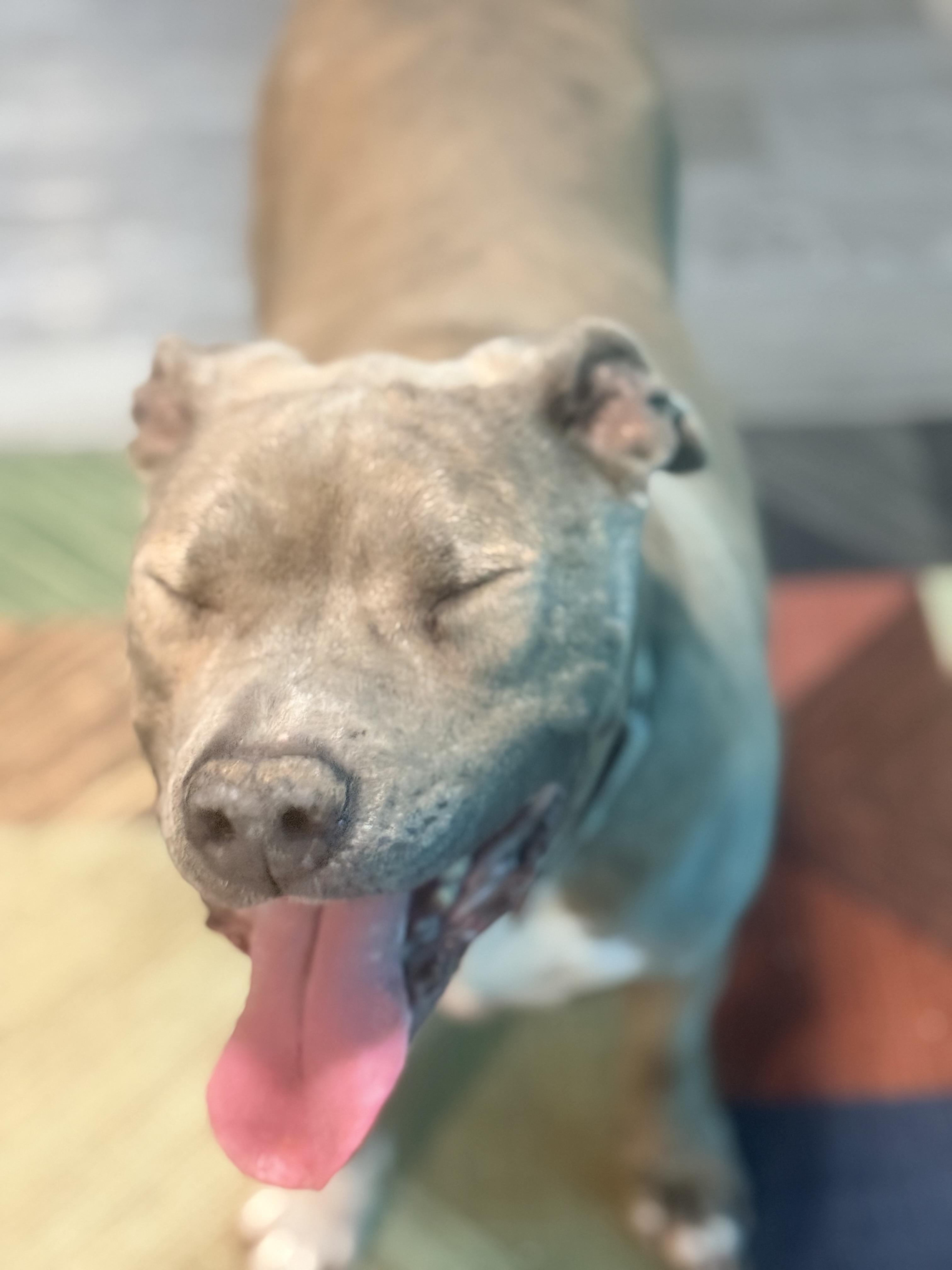 Enlarge Zuse, a ADOPTABLE mixed breed in valley springs, CA image 3/6