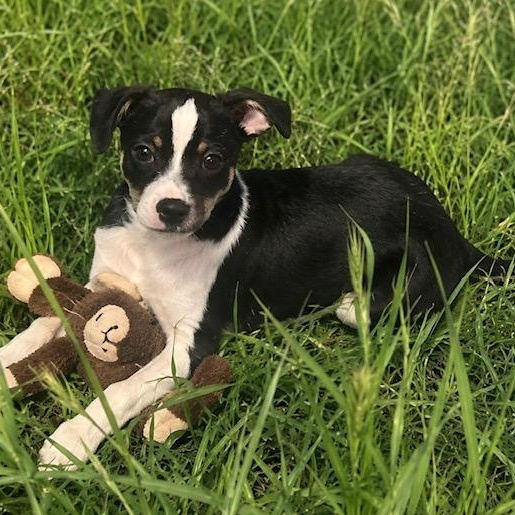 Luca, ADOPTABLE, Puppy Male Chihuahua.