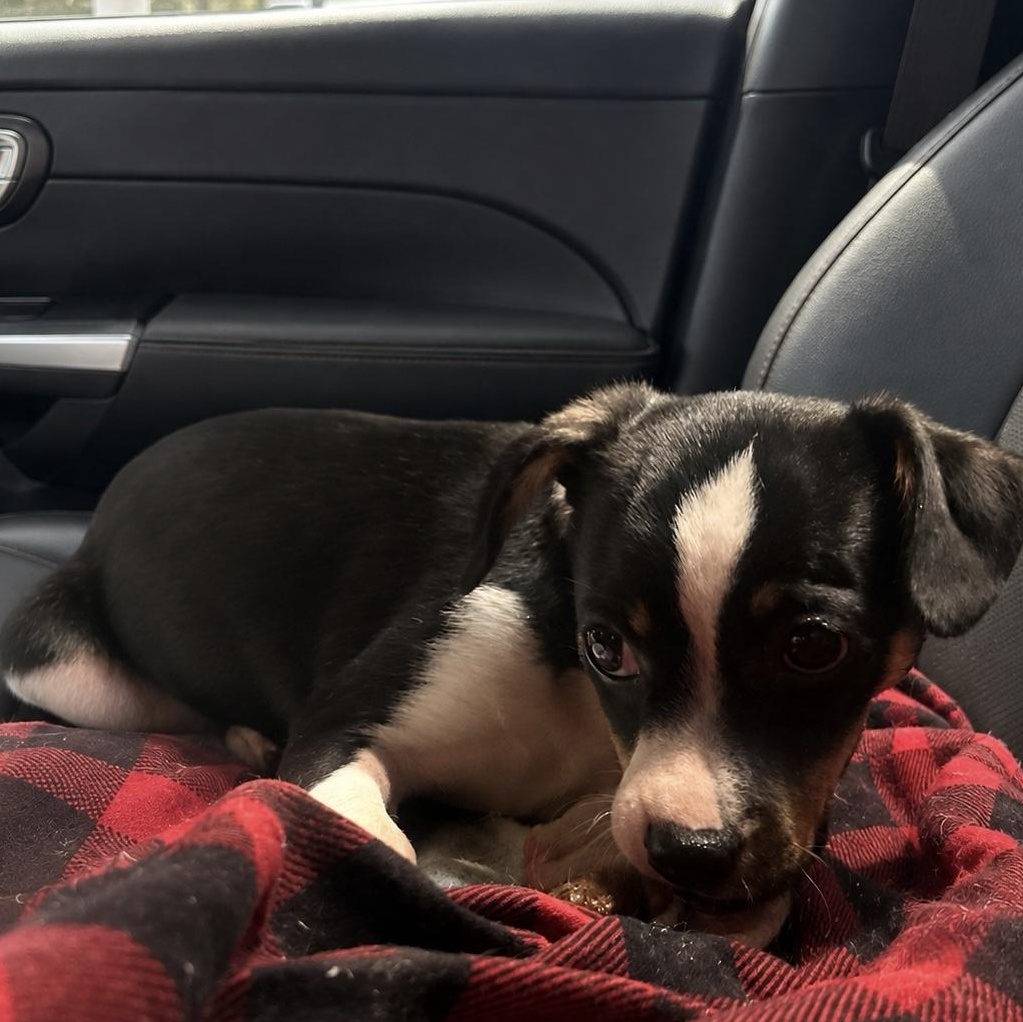 Luca, a ADOPTABLE mixed breed in Richmond, VA image 2/4