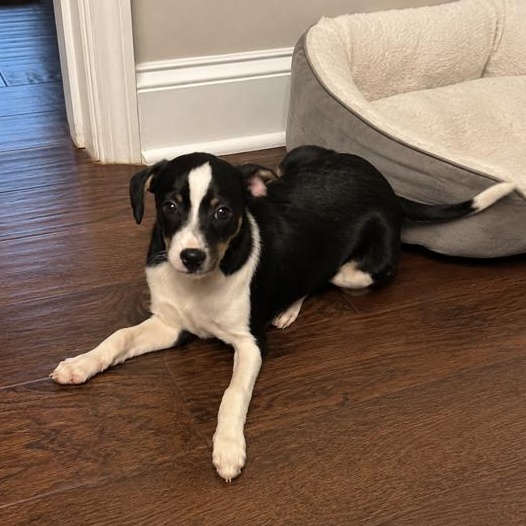 Luca, a ADOPTABLE mixed breed in Richmond, VA image 3/4