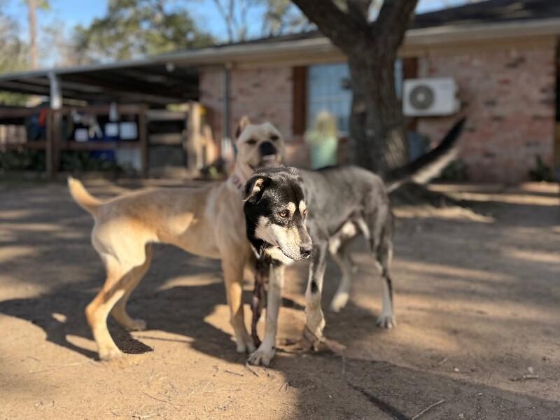 Lil Guy Lou Lover — thumbnail 4