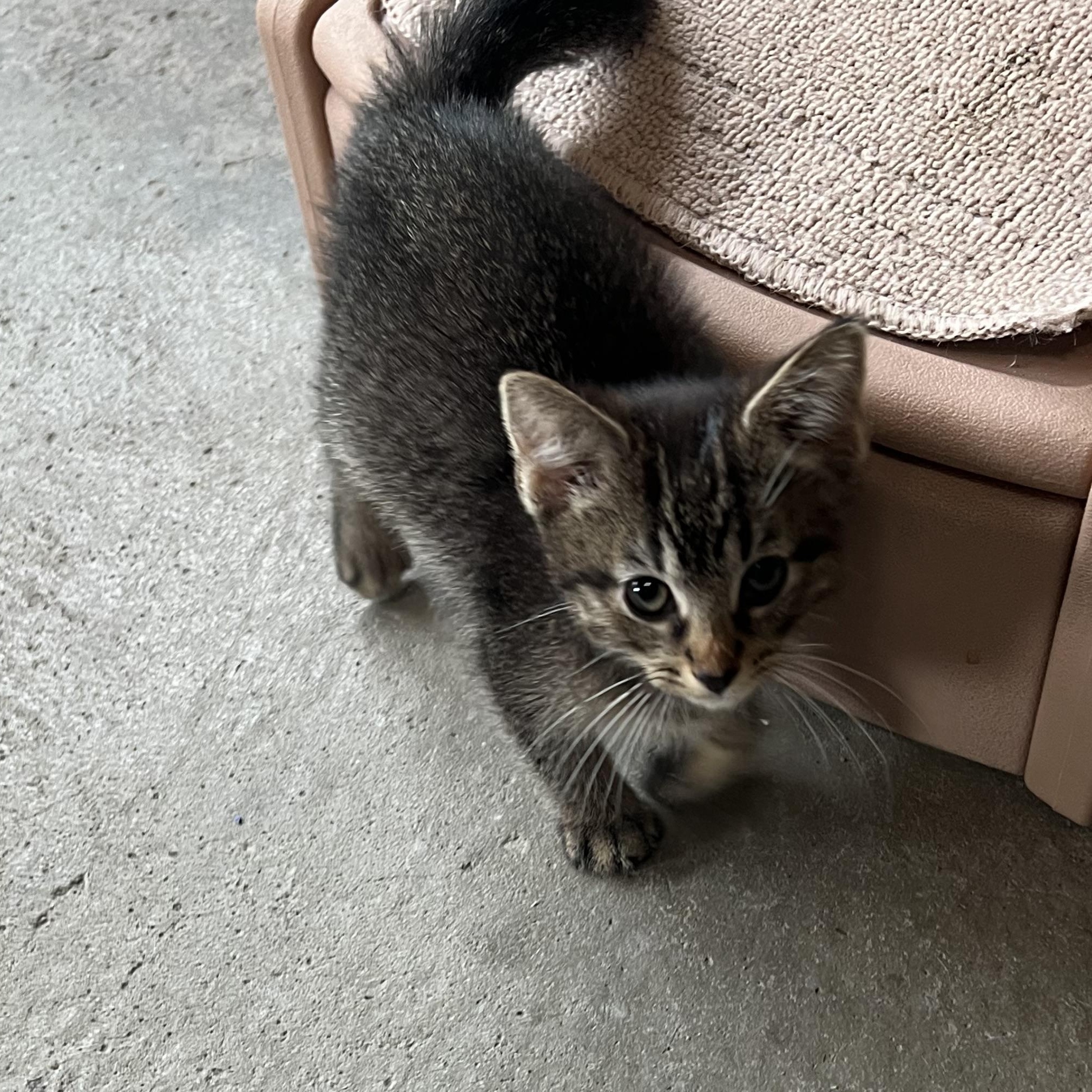 Mocha, Baby Male unknown