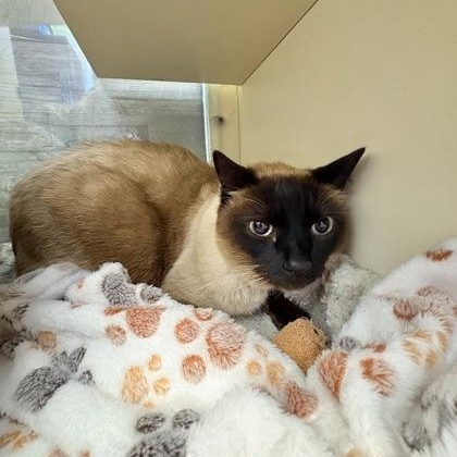 Panko, a ADOPTABLE Siamese in Buena Vista, CO image 3/3