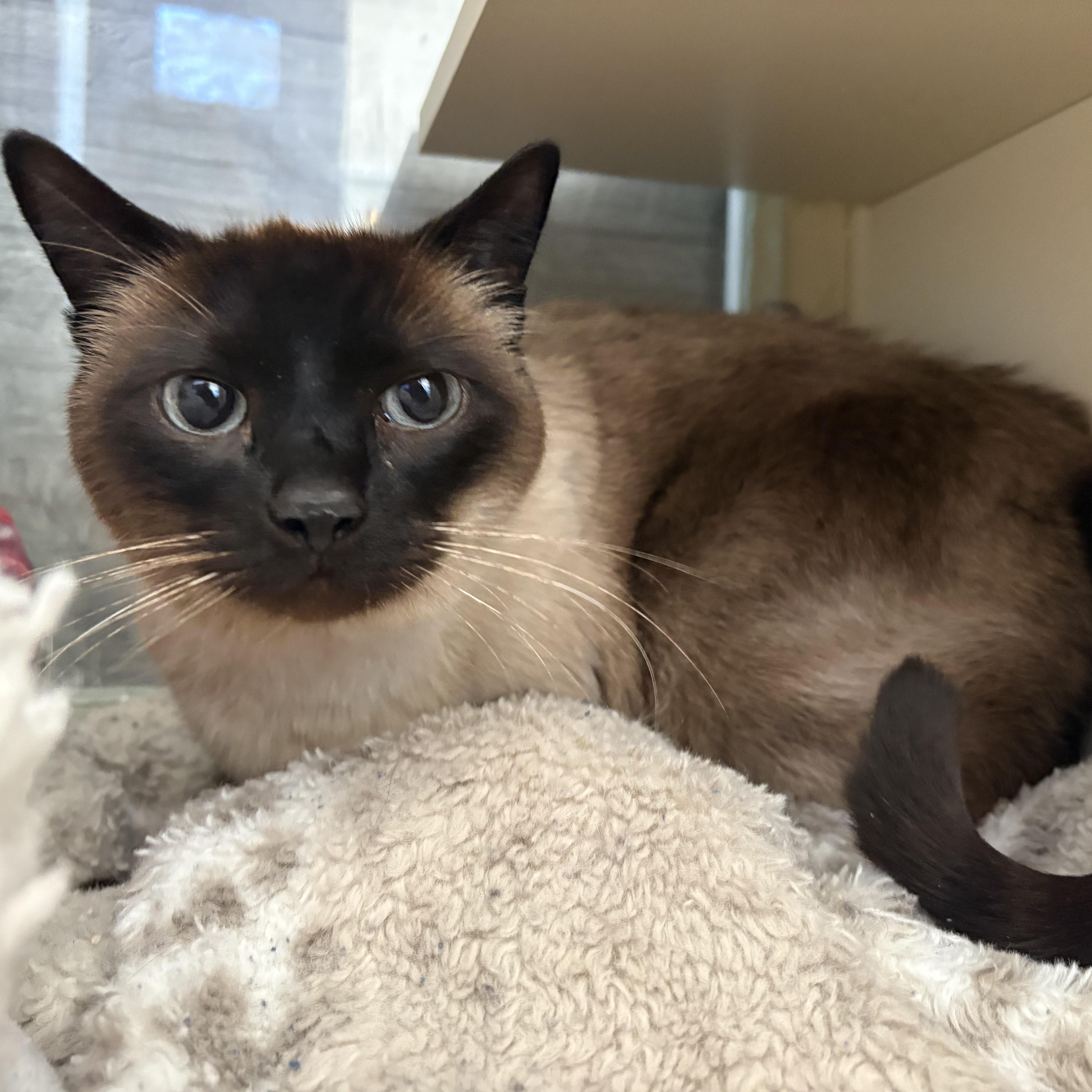 Panko, a ADOPTABLE Siamese in Buena Vista, CO image 2/3