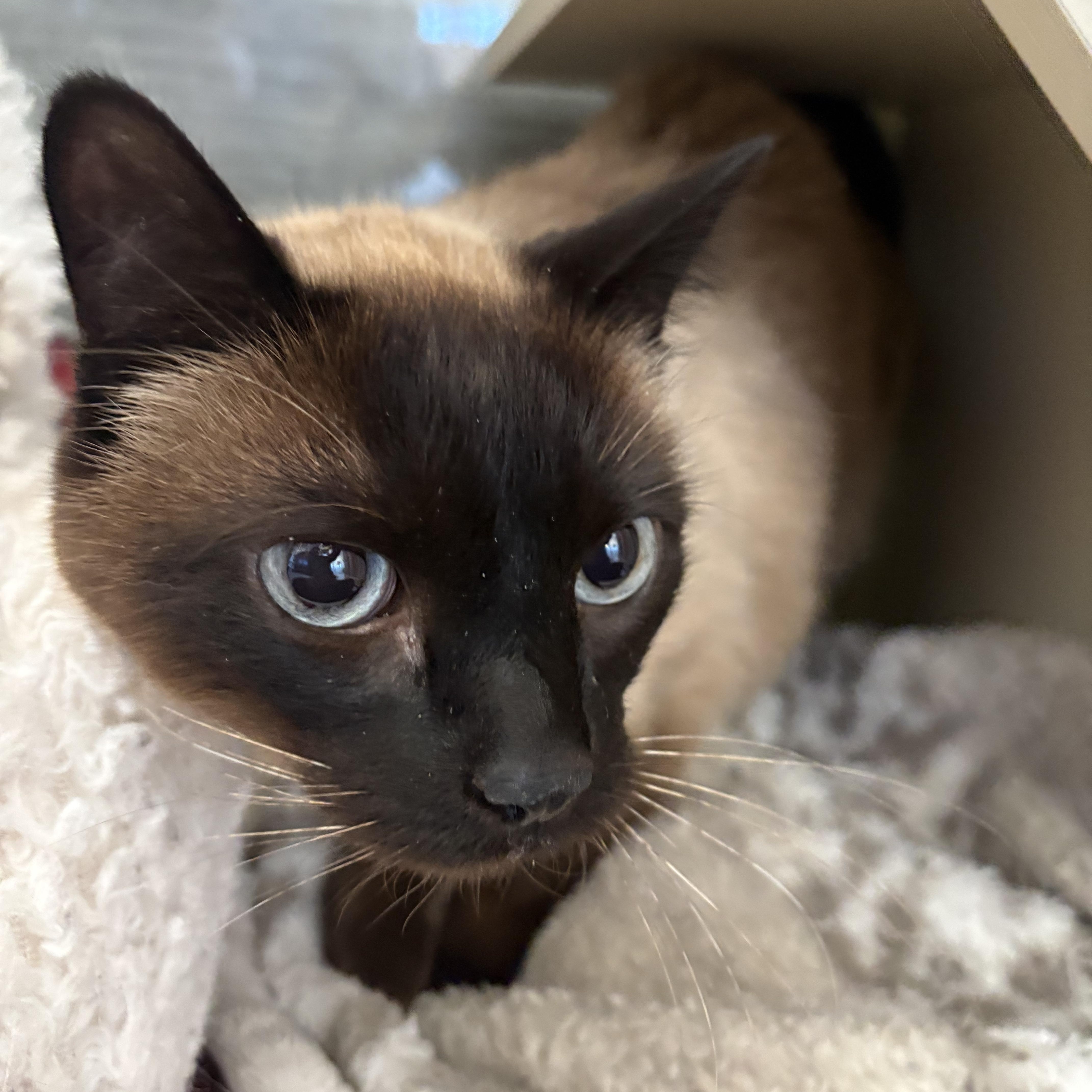 Panko, a ADOPTABLE Siamese in Buena Vista, CO image 1/3