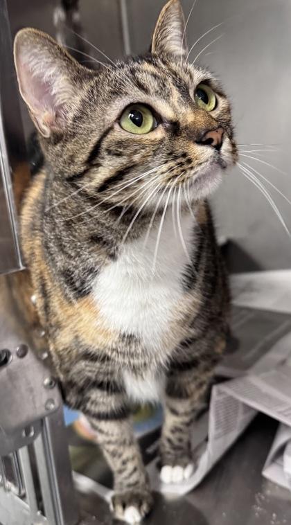 Clea, a Adoptable Domestic Short Hair in Daytona Beach, FL image 1/2