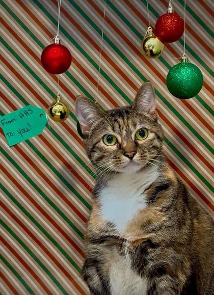 Clea, a Adoptable Domestic Short Hair in Daytona Beach, FL image 2/2