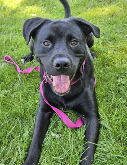 Karl Barks, ADOPTABLE, Young Male Black Labrador Retriever & Pit Bull Terrier.