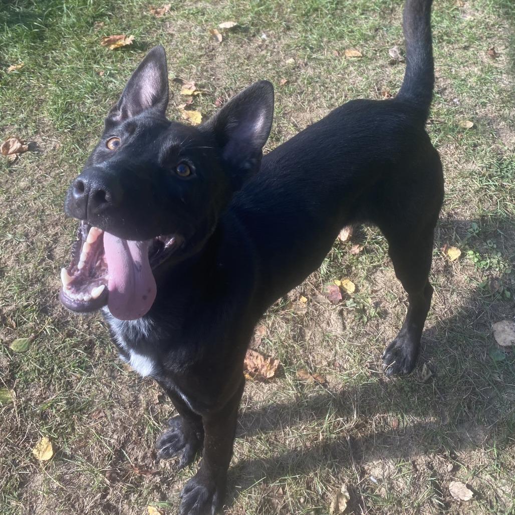 Shadow, Adoptable, Adult Male Shepherd.