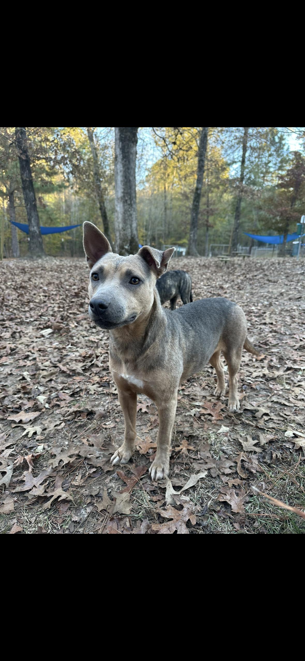 Enlarge Xena, a Adoptable mixed breed in Ruston, LA image 1/5