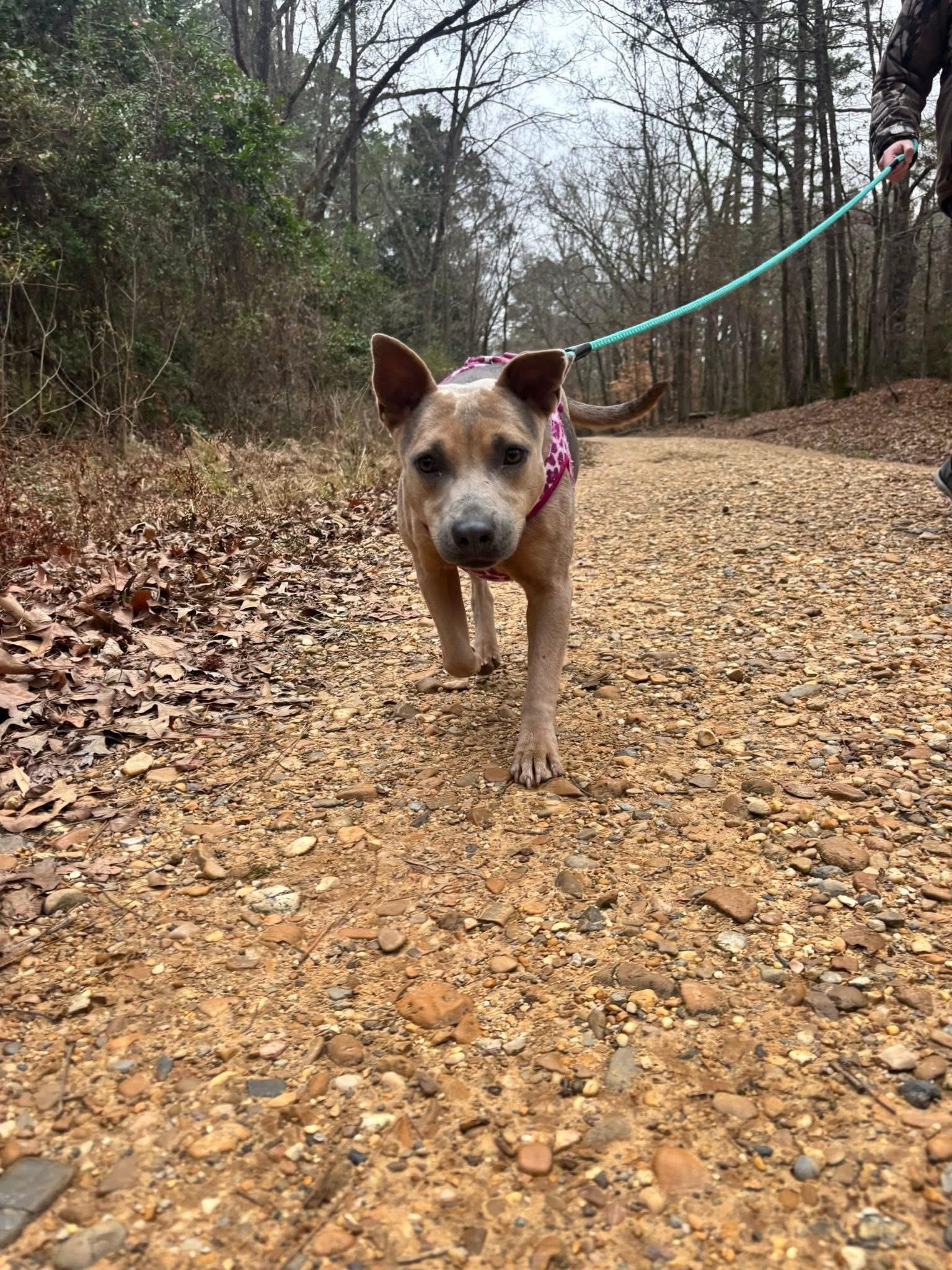 Enlarge Xena, a Adoptable mixed breed in Ruston, LA image 4/5