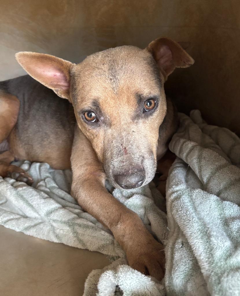 Enlarge Xena, a Adoptable mixed breed in Ruston, LA image 5/5