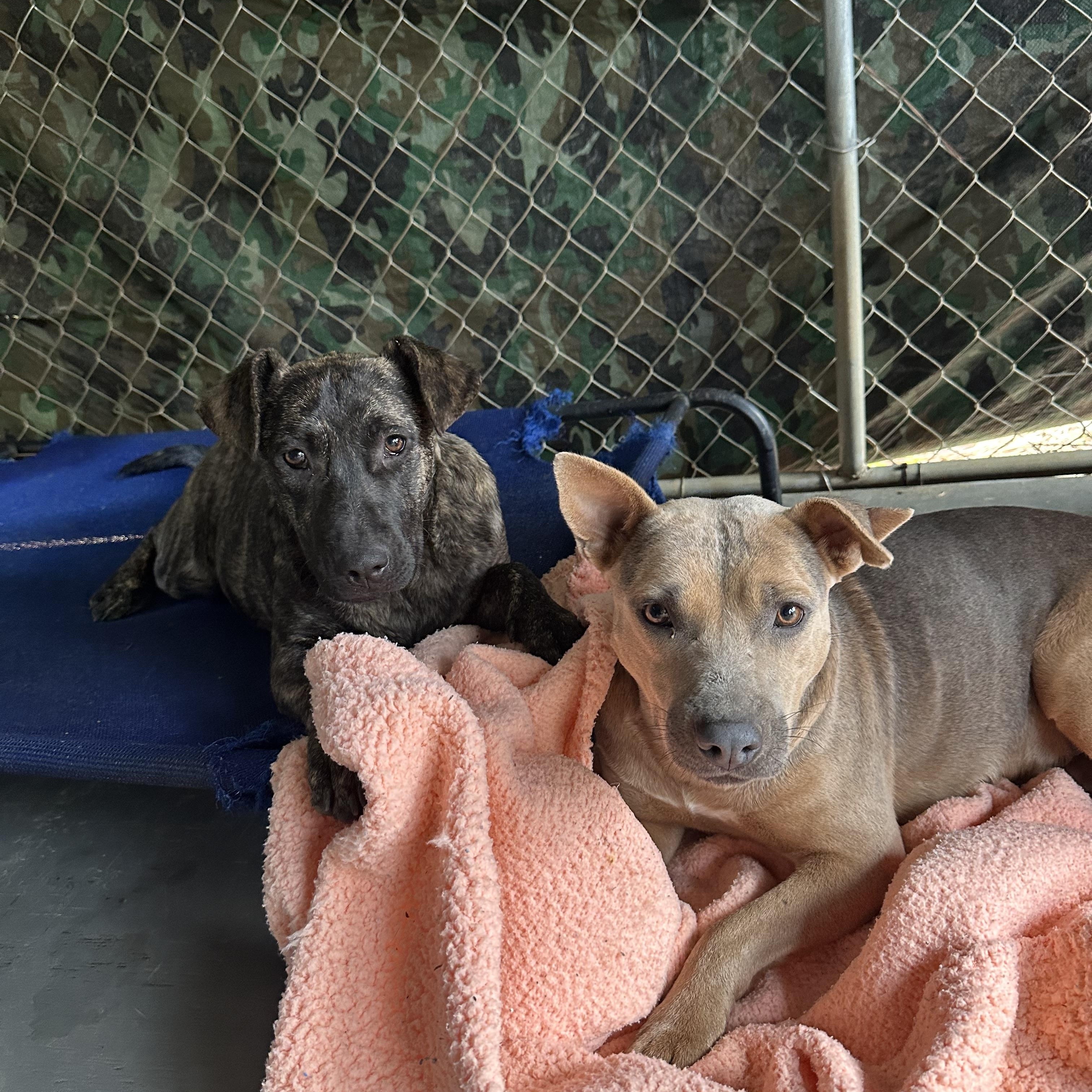 Enlarge Xena, a Adoptable mixed breed in Ruston, LA image 3/5