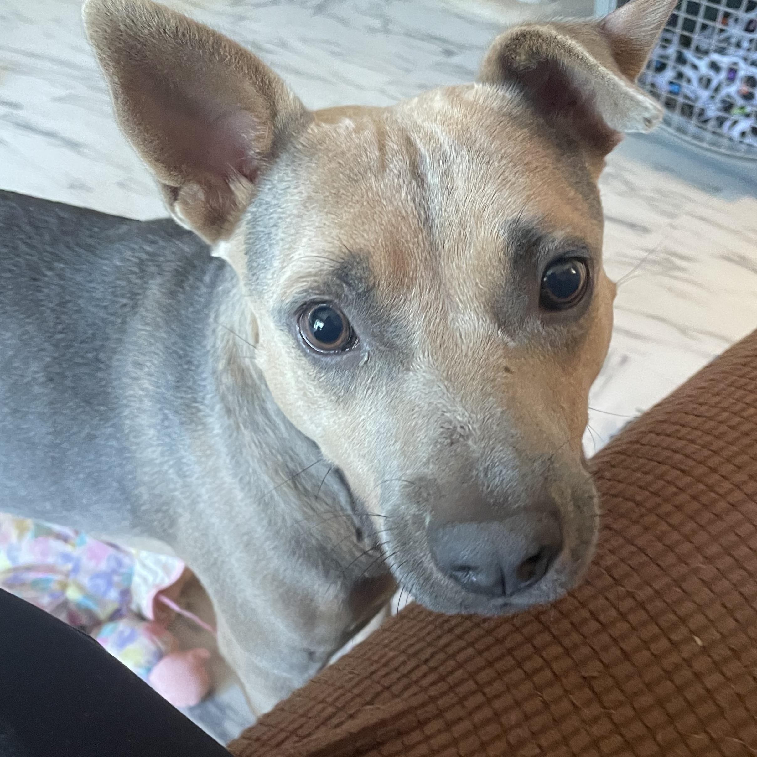 Xena, a Adoptable mixed breed in Ruston, LA image 1/6