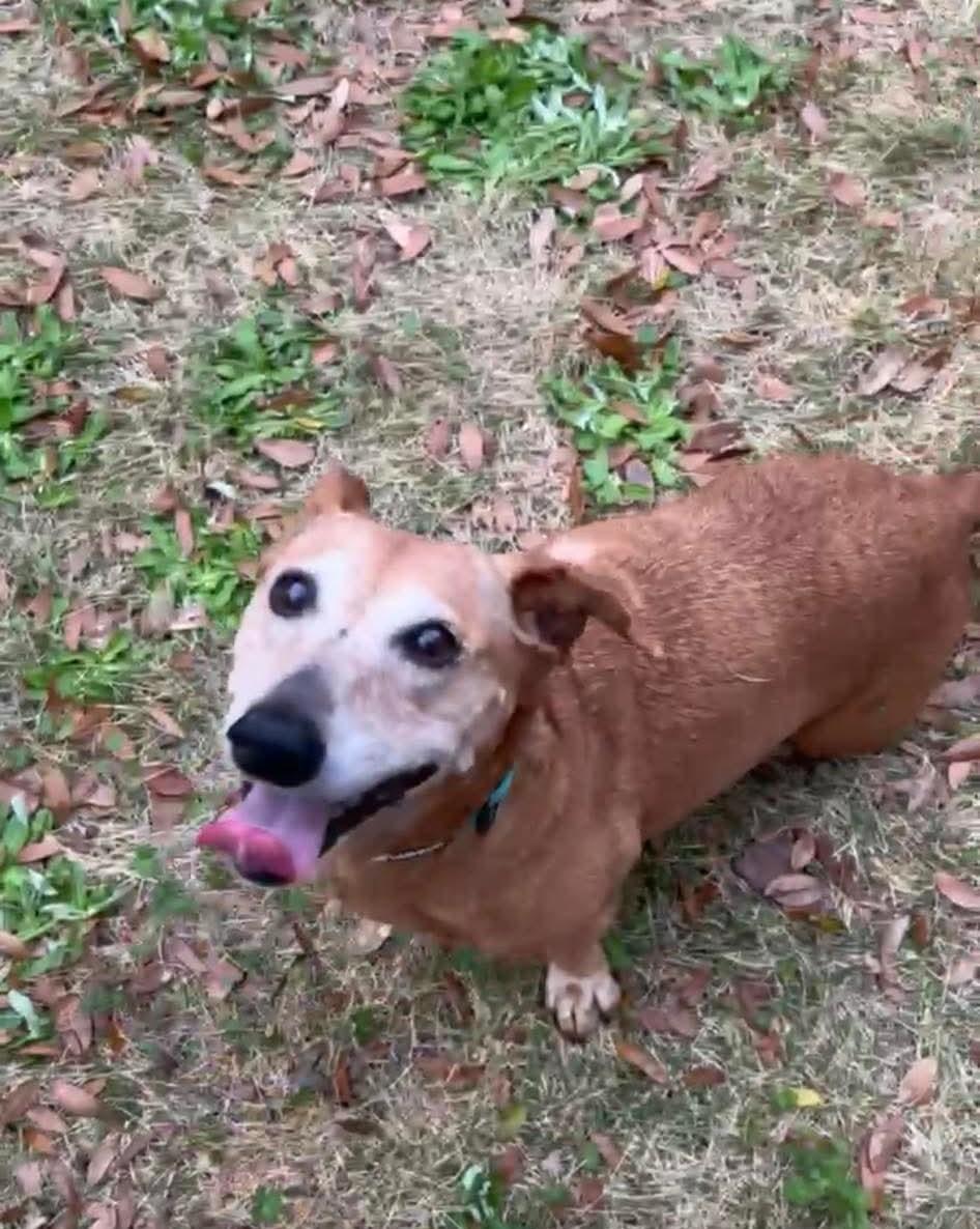 Floppy, ADOPTABLE, Senior Female Dachshund & Basset Hound.