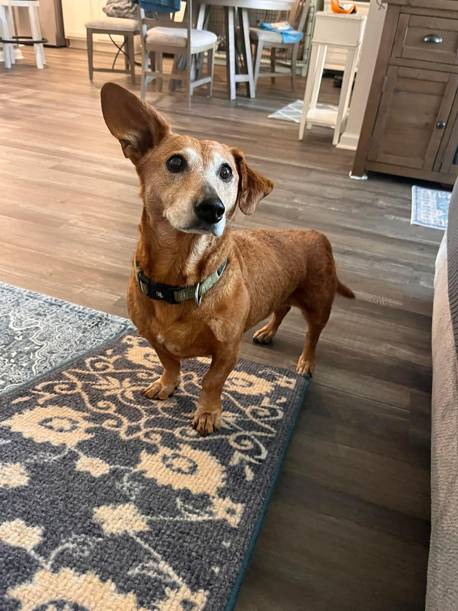 Enlarge Floppy, a ADOPTABLE mixed breed in Fort Walton Beach, FL image 5/6