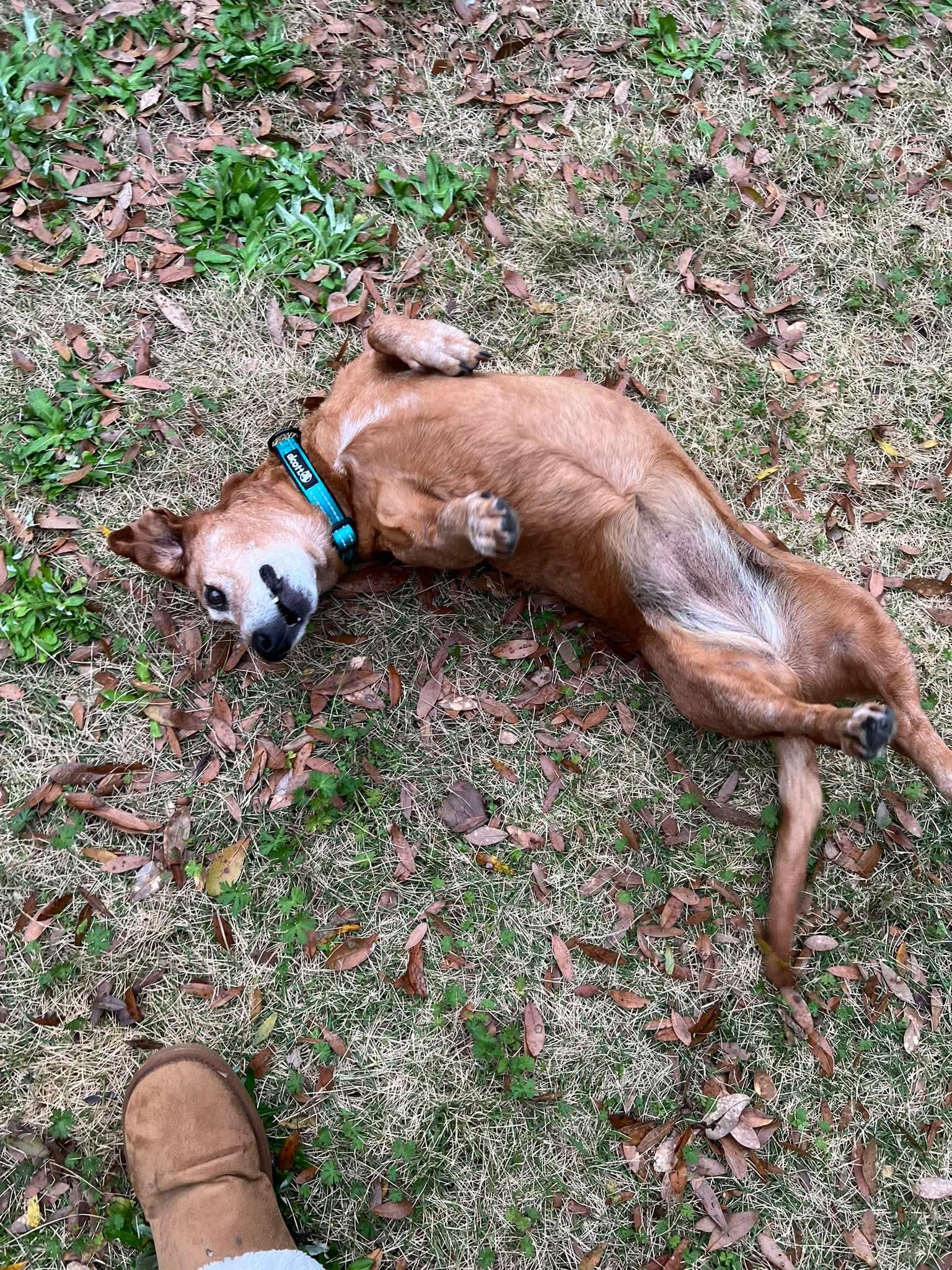 Enlarge Floppy, a ADOPTABLE mixed breed in Fort Walton Beach, FL image 3/6