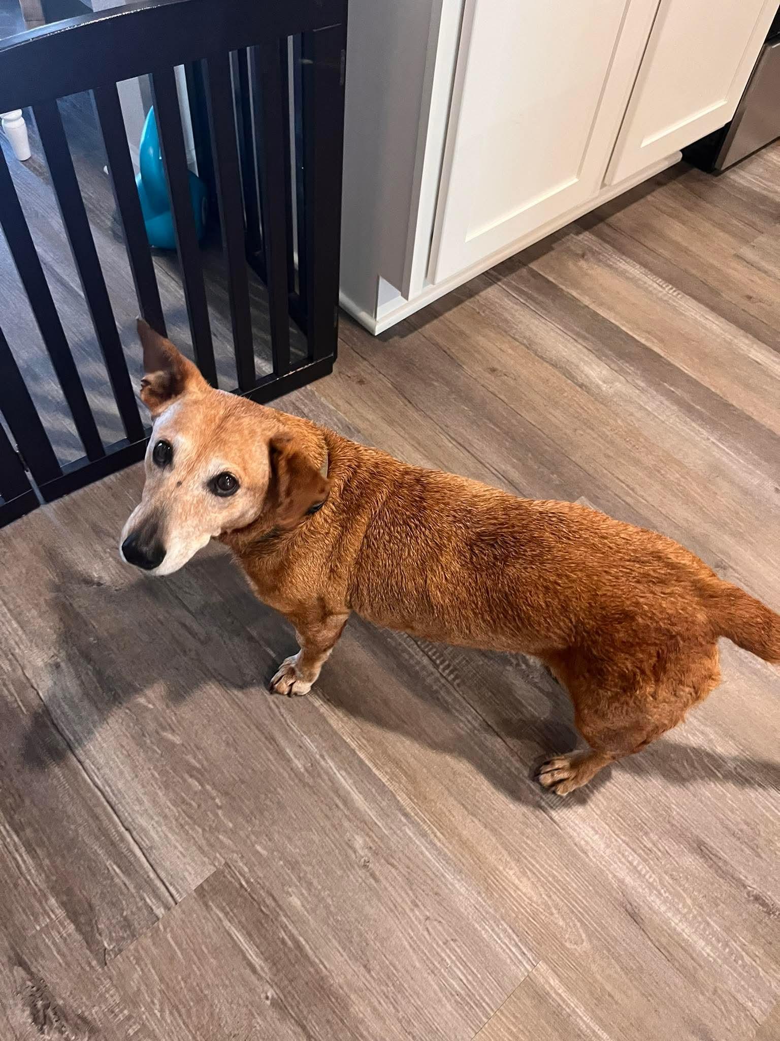 Enlarge Floppy, a ADOPTABLE mixed breed in Fort Walton Beach, FL image 4/6