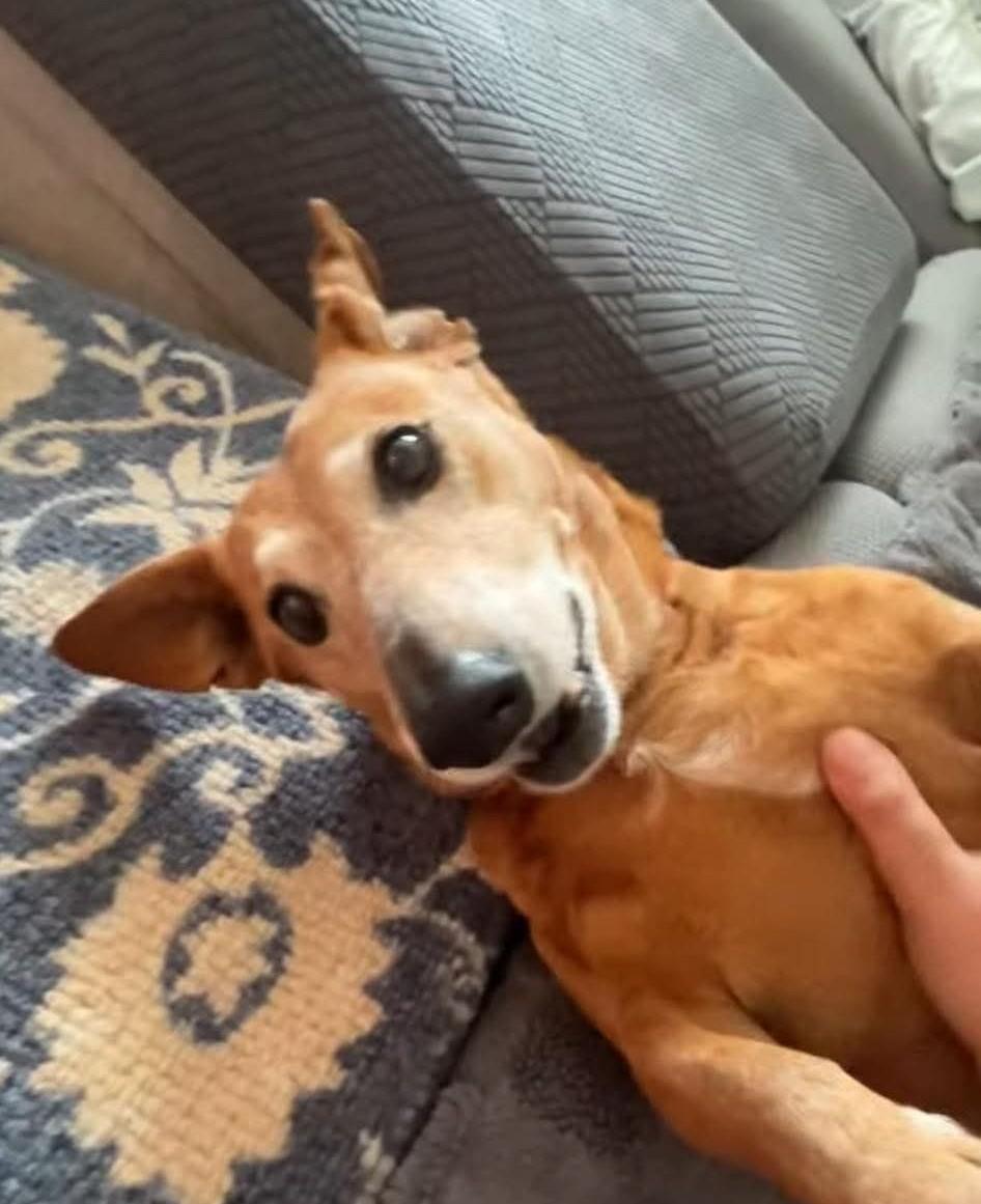 Enlarge Floppy, a ADOPTABLE mixed breed in Fort Walton Beach, FL image 6/6