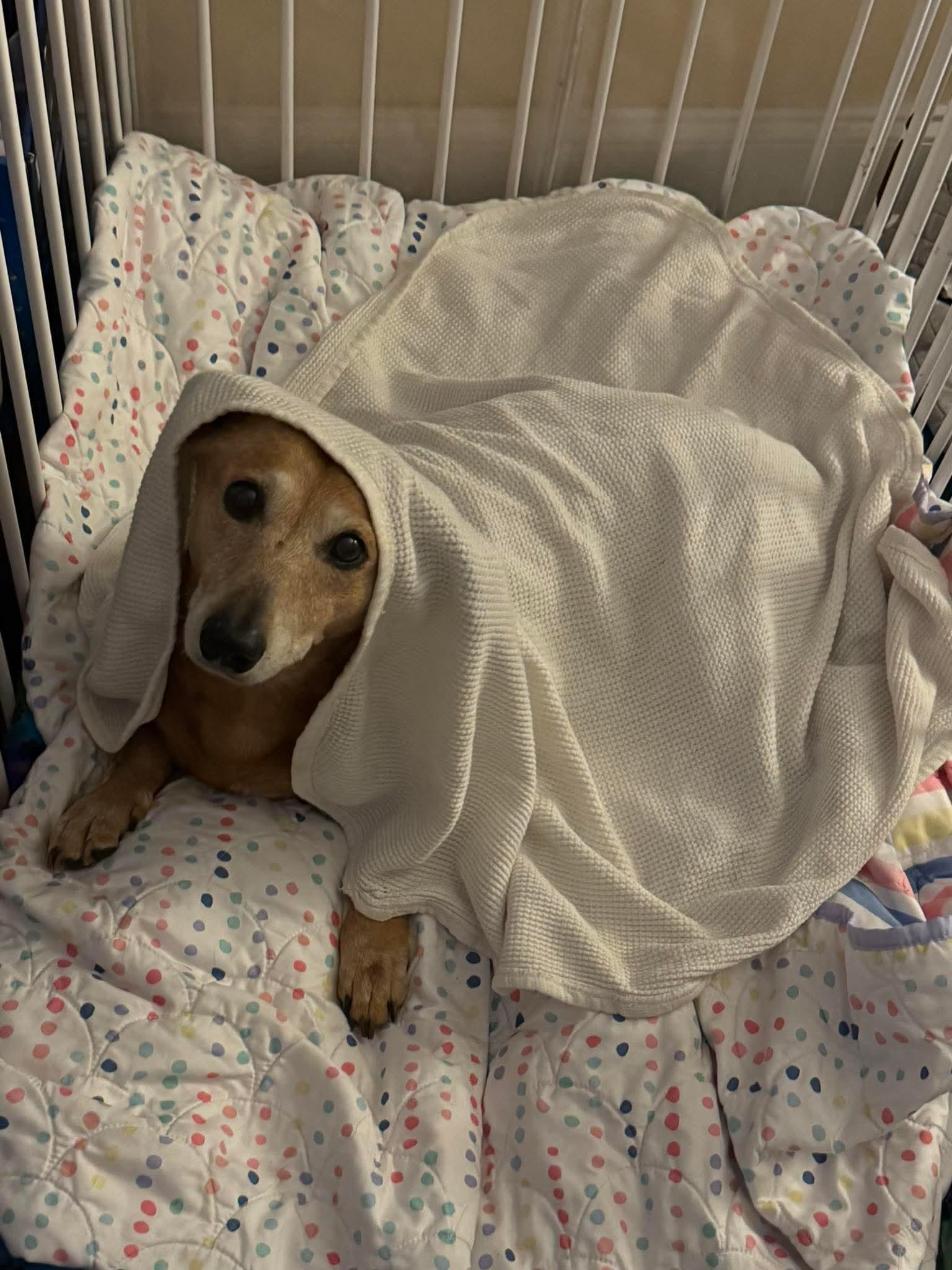 Enlarge Floppy, a ADOPTABLE mixed breed in Fort Walton Beach, FL image 2/6