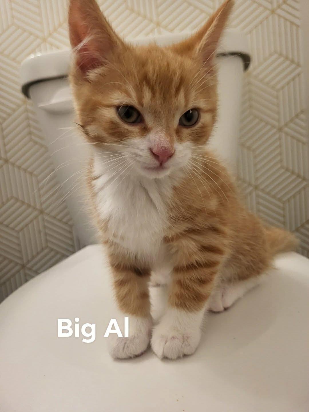 Enlarge BIG AL, an adopted Domestic Short Hair in Tillsonburg, ON image 1/1