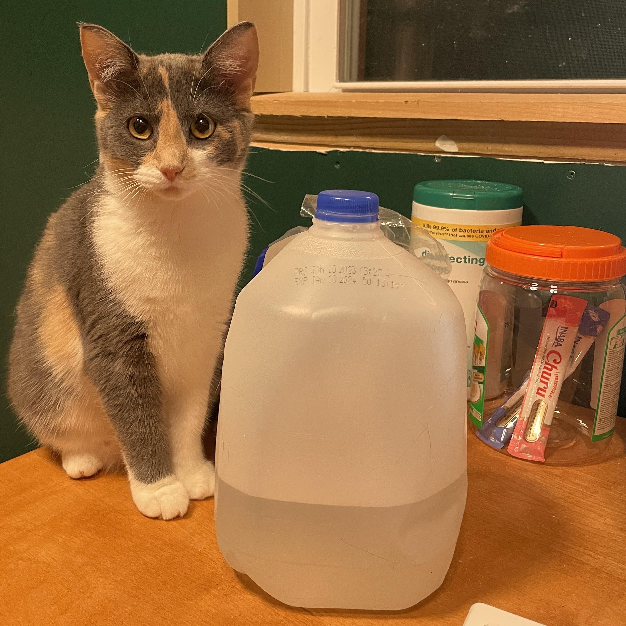 Enlarge Wavy Gravy, a Adoptable Domestic Short Hair in Fair Haven, VT image 3/3