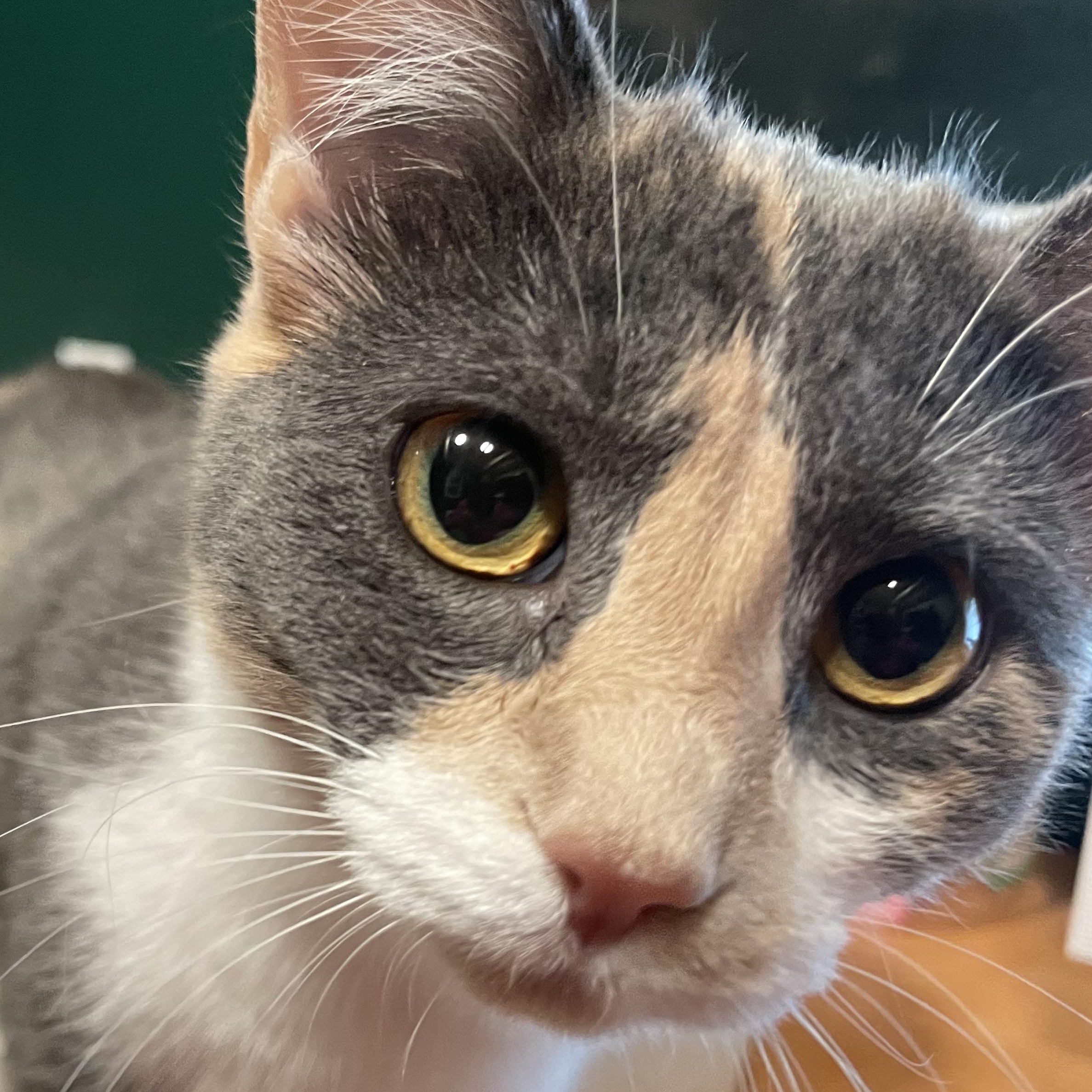 Wavy Gravy, Adoptable, Young Female Domestic Short Hair.