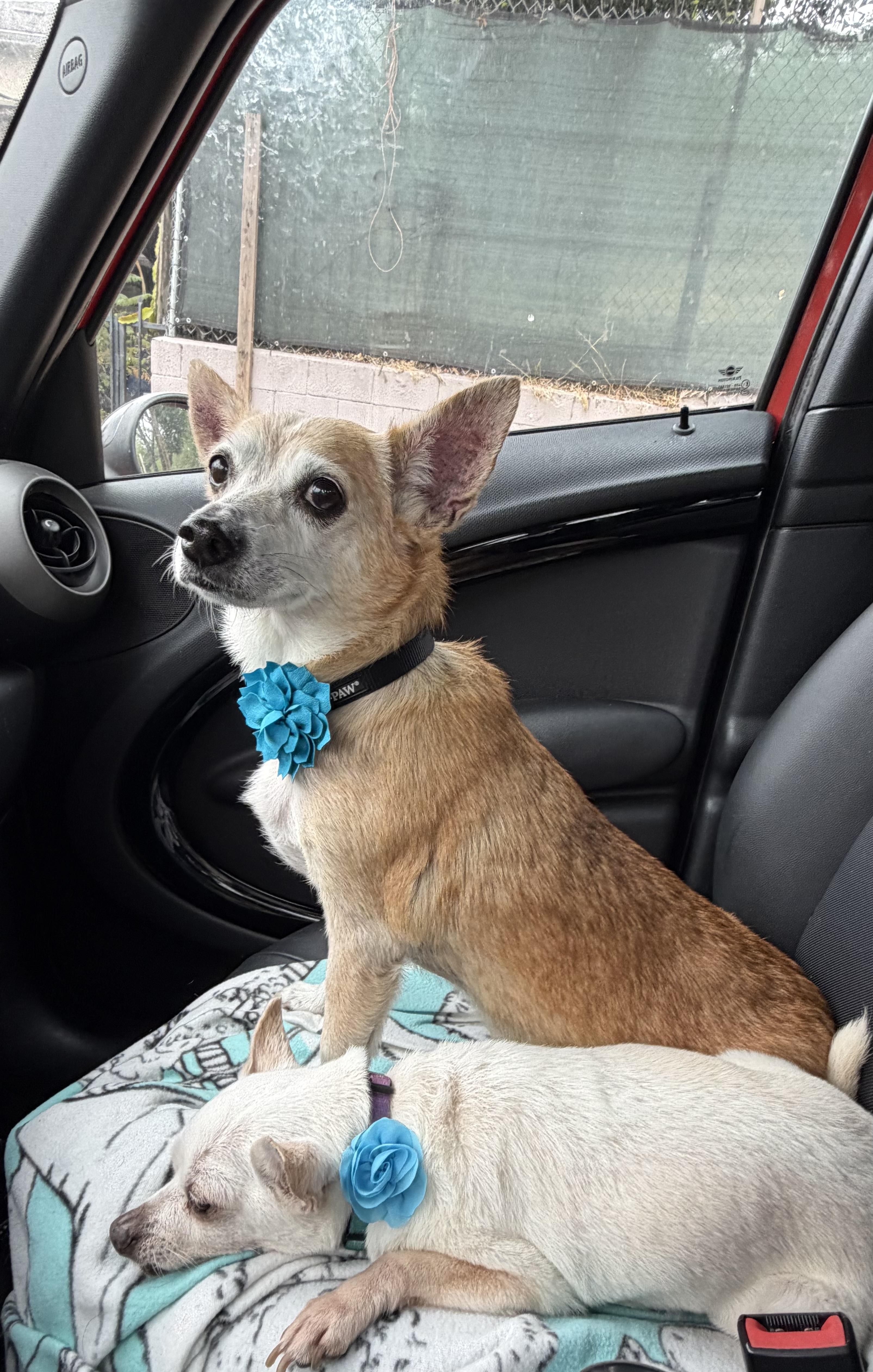 Emily, adopted, Adult Female Chihuahua & Chiweenie.