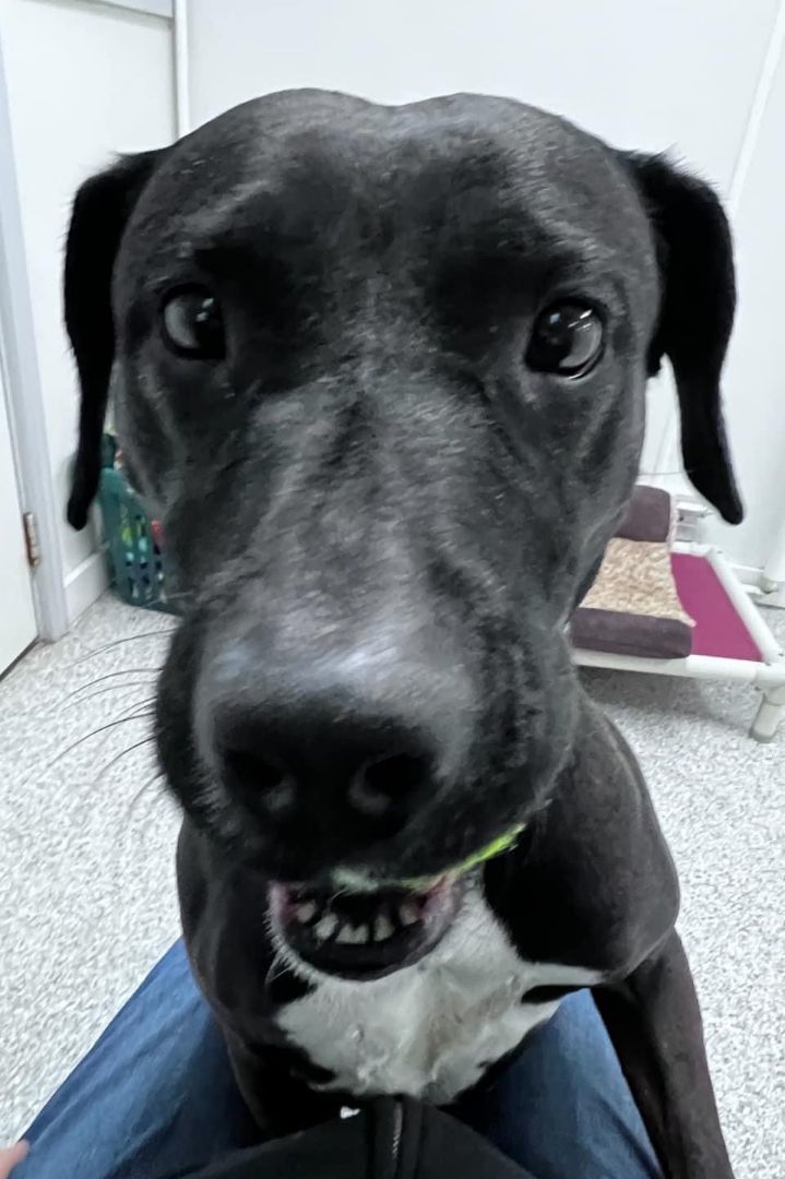 Luna Lou