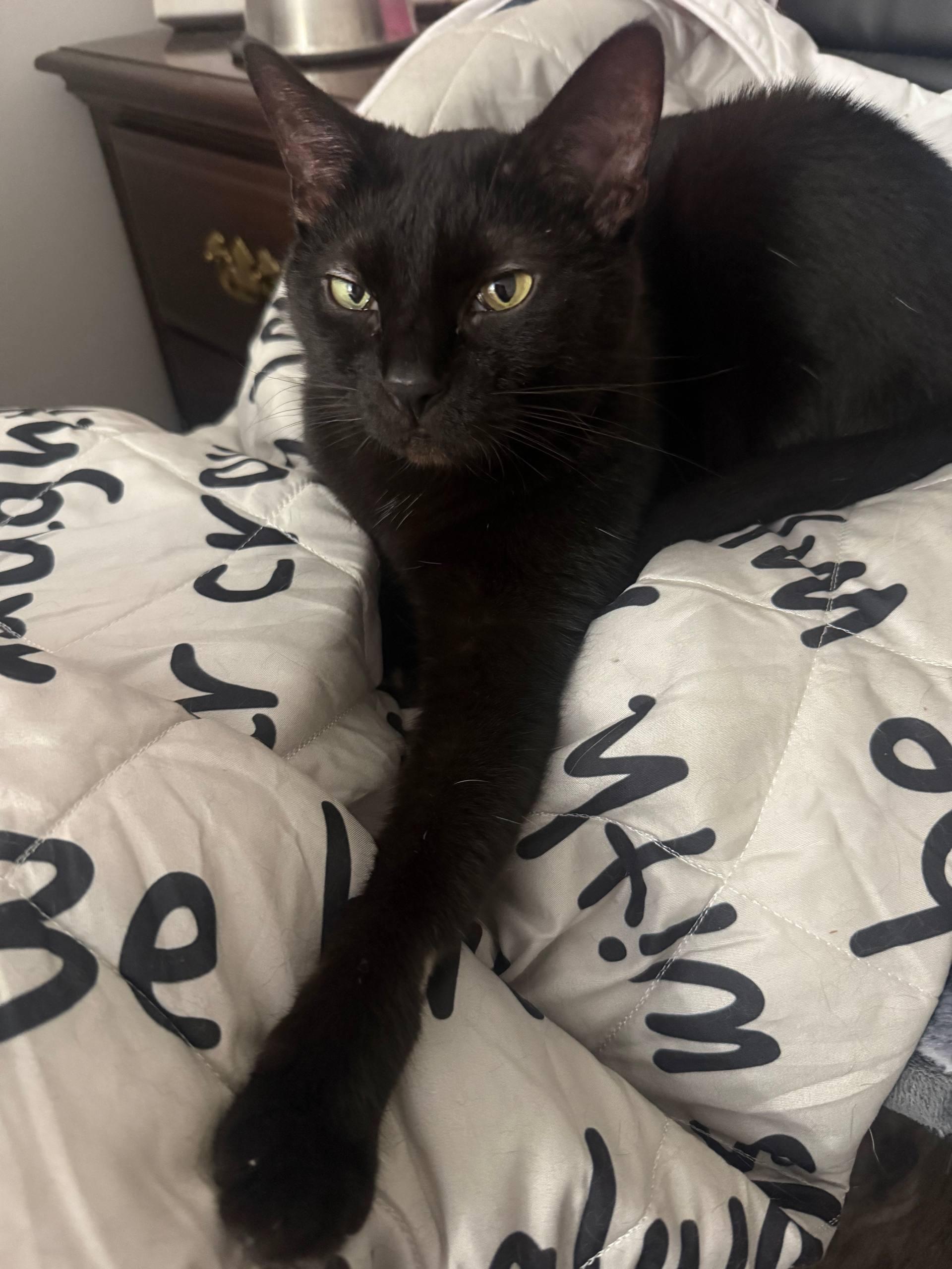 Leila, adoptable, Adult Female Domestic Short Hair.