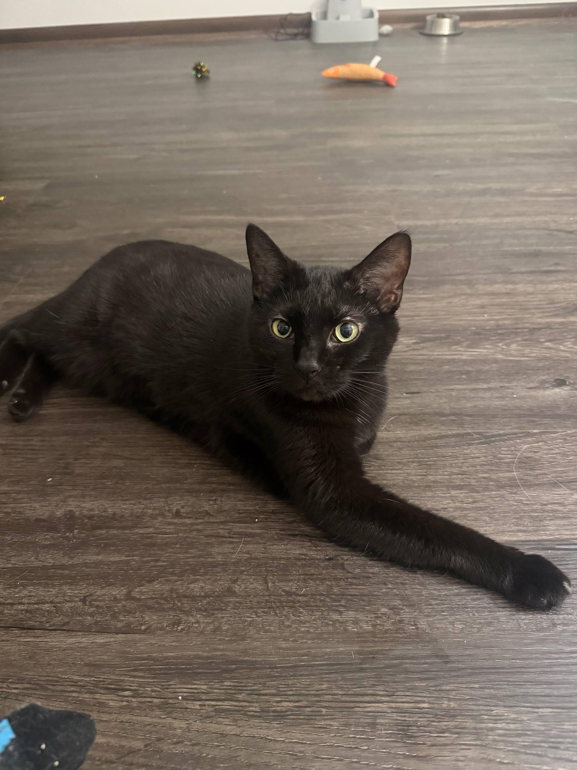 Enlarge Leila, an adoptable Domestic Short Hair in Louisville, OH image 4/5