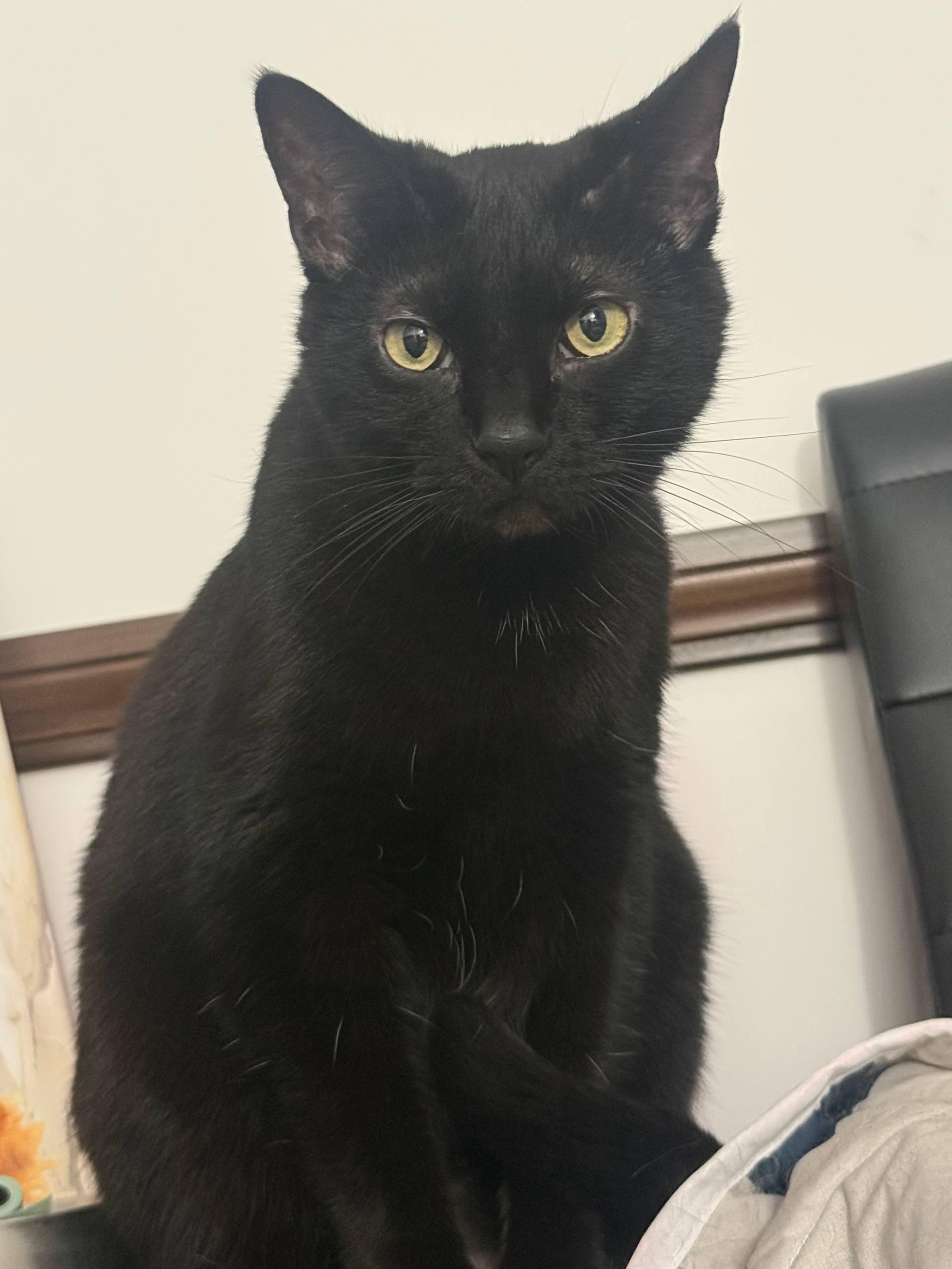 Enlarge Leila, an adoptable Domestic Short Hair in Louisville, OH image 5/5