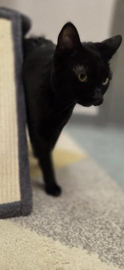 Enlarge Leila, a ADOPTABLE Domestic Short Hair in Louisville, OH image 2/2
