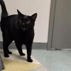 Enlarge Leila, a ADOPTABLE Domestic Short Hair in Louisville, OH image 1/2