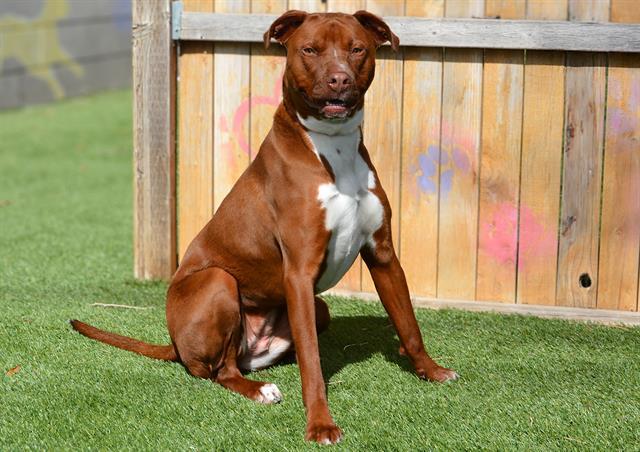 Enlarge PRINCESSA, a Adoptable mixed breed in West Valley City, UT image 1/1