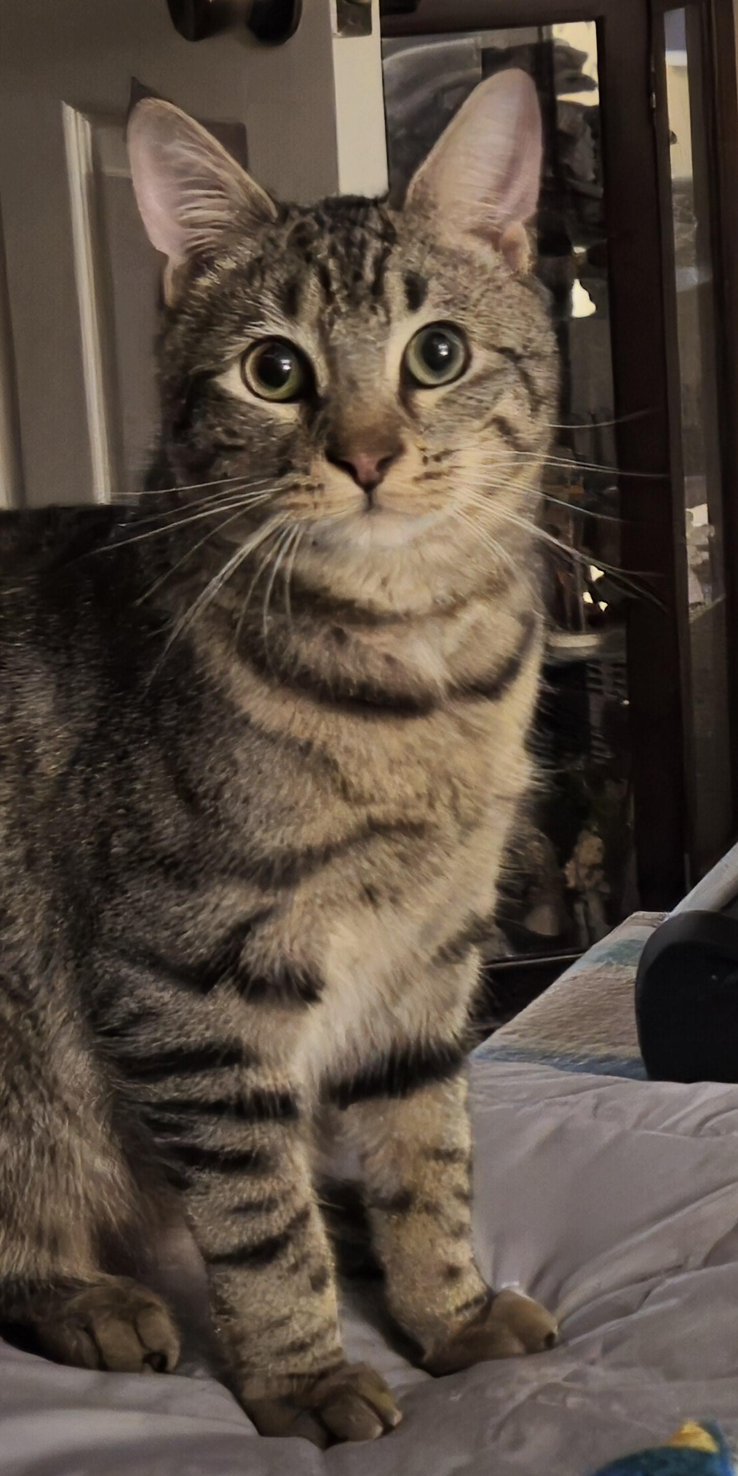 Emilio, Adoptable, Young Male Tabby.