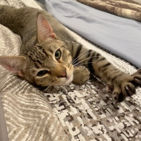 Enlarge Emilio, a Adoptable Domestic Short Hair in Milltown, NJ image 1/4