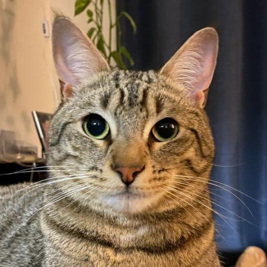 Emilio, Adoptable, Young Male Domestic Short Hair.