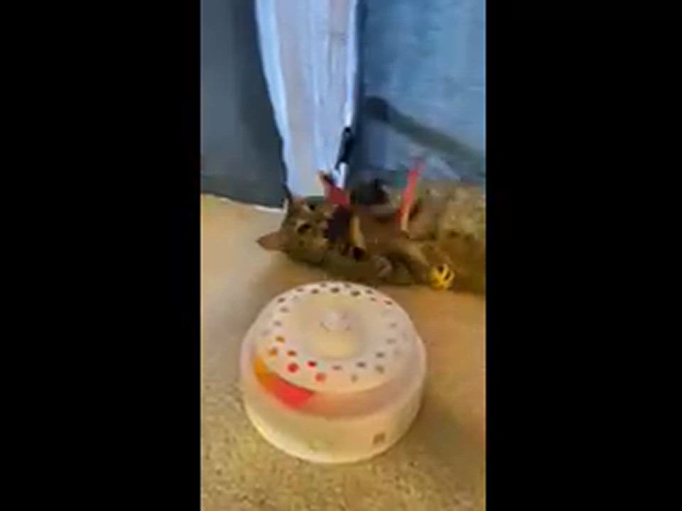 Enlarge Emilio, a Adoptable Domestic Short Hair in Milltown, NJ video 4/4