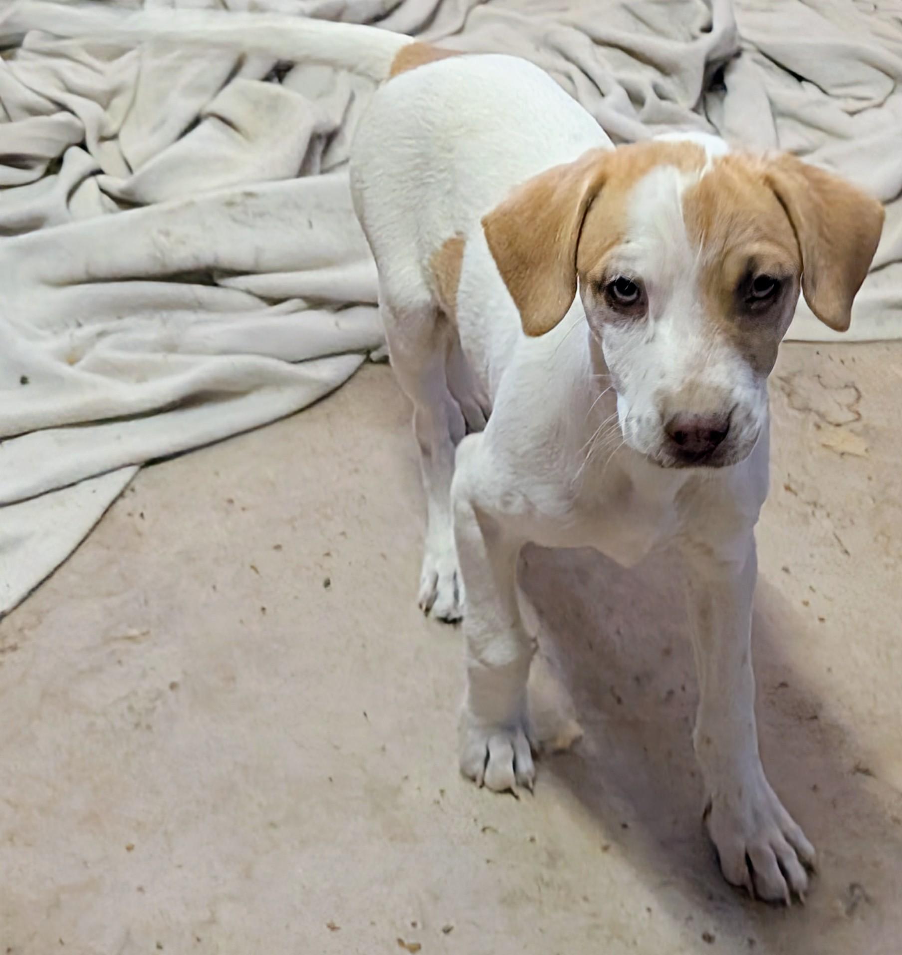 Timmy, ADOPTABLE, Puppy Male Chihuahua.