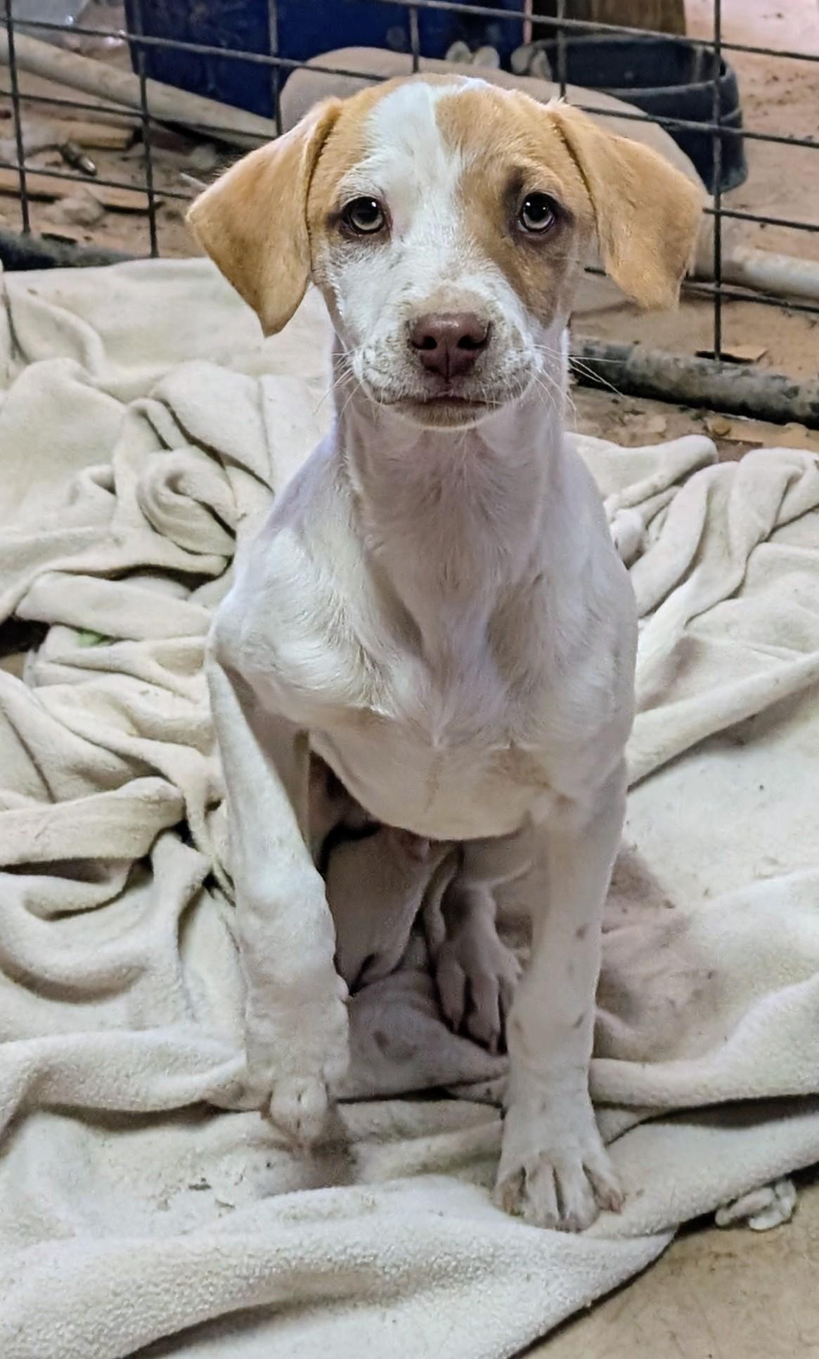 Enlarge Timmy, a ADOPTABLE mixed breed in Saint David, AZ image 2/3