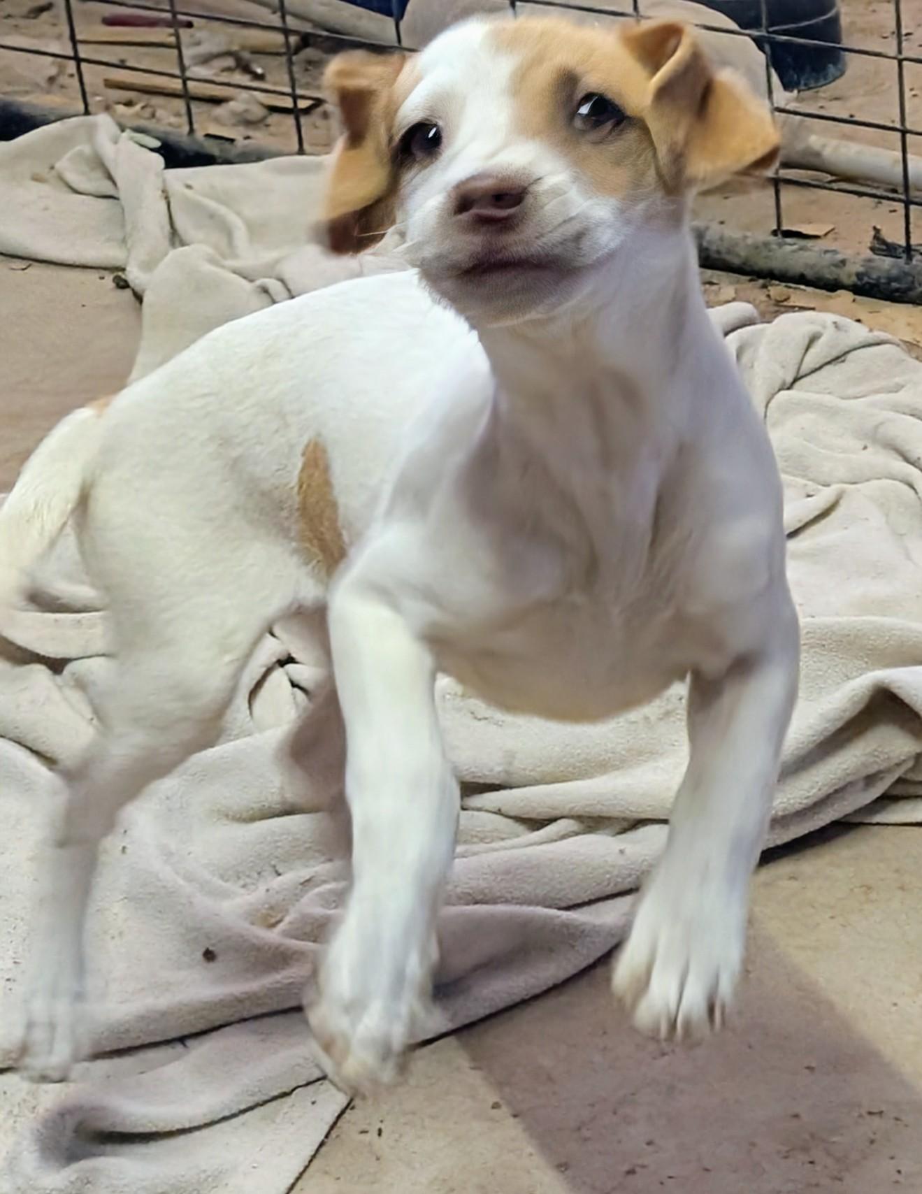 Enlarge Timmy, a ADOPTABLE mixed breed in Saint David, AZ image 3/3