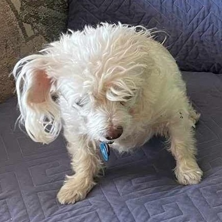 Enlarge MISSY, an adopted Miniature Poodle in Marana, AZ image 4/4