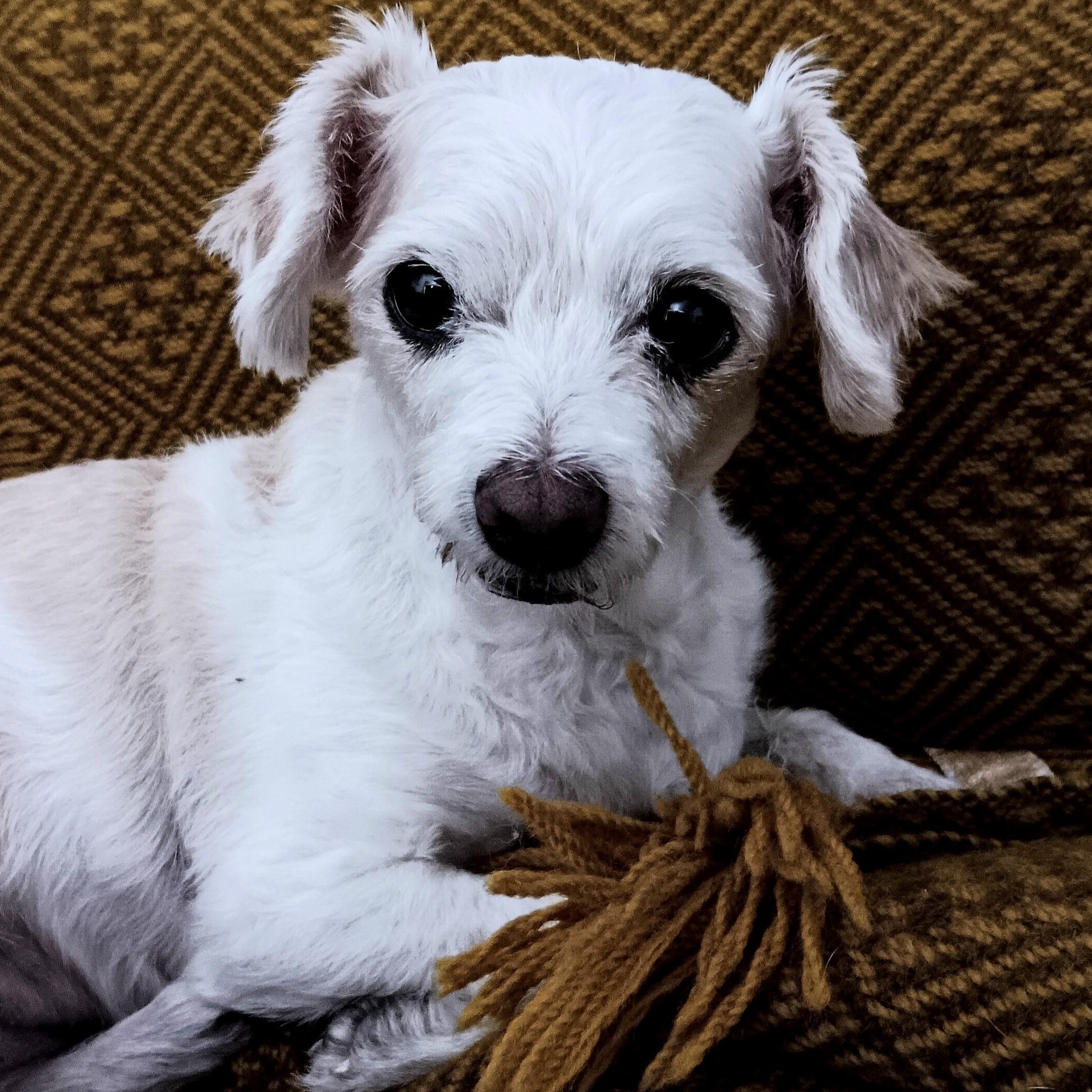 MISSY, adopted, Senior Female Miniature Poodle.