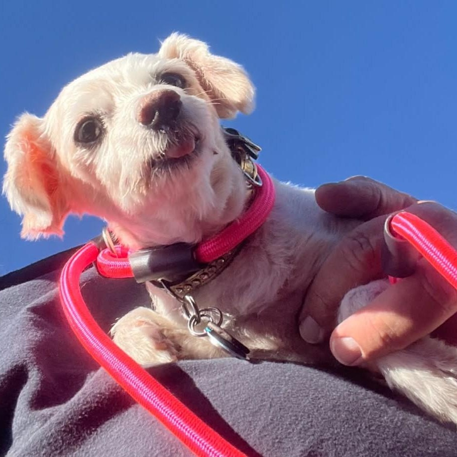 Enlarge MISSY, an adopted Miniature Poodle in Marana, AZ image 3/4
