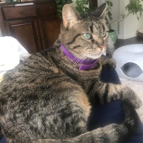 Dottie, Adoptable, Adult Female Domestic Short Hair.